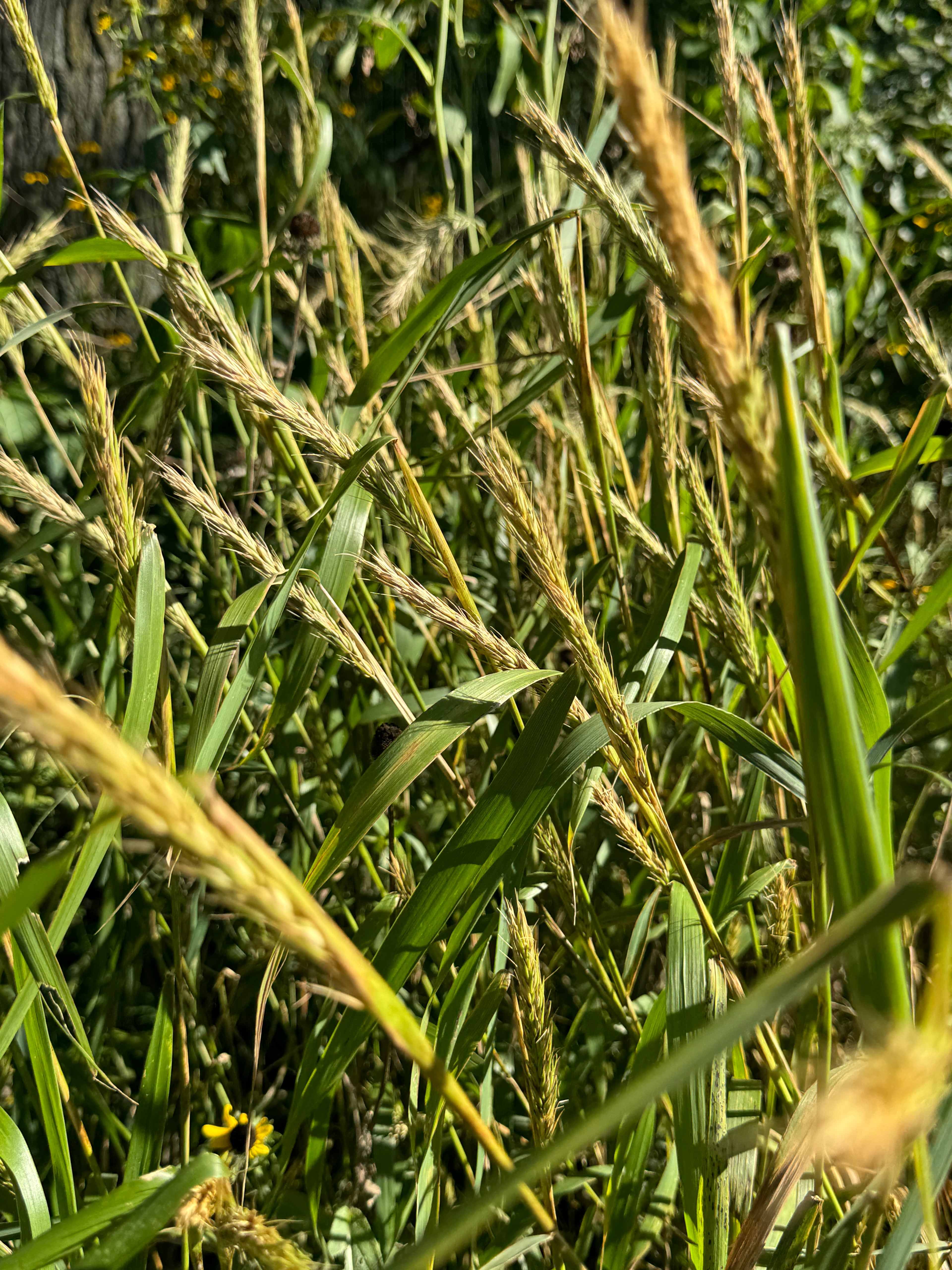 Virginia Wild Rye (Elymus Virginicus)