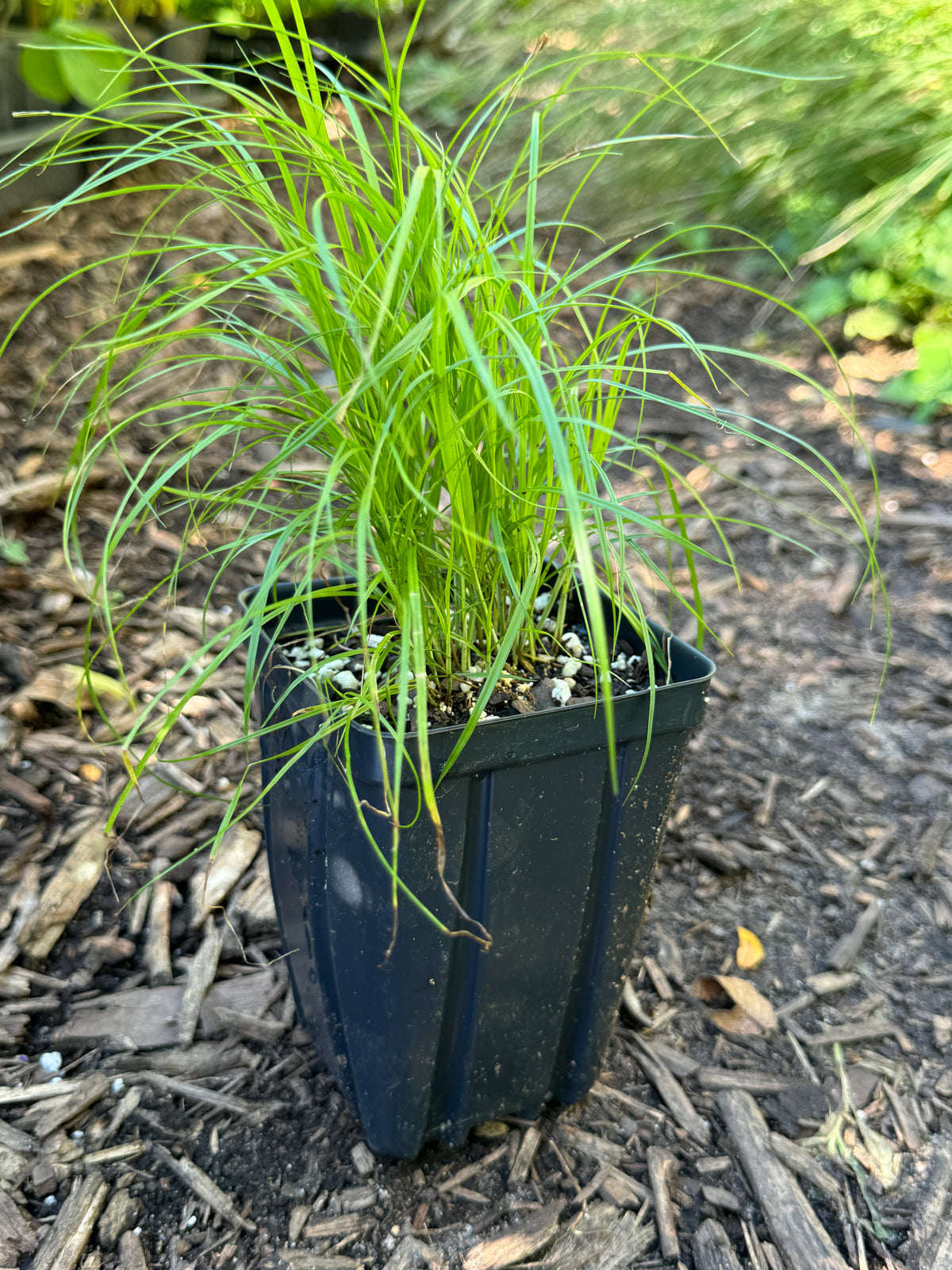 Troublesome Sedge (Carex molesta)