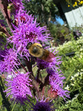 Meadow Blazing Star (Liatris Ligulistylis)