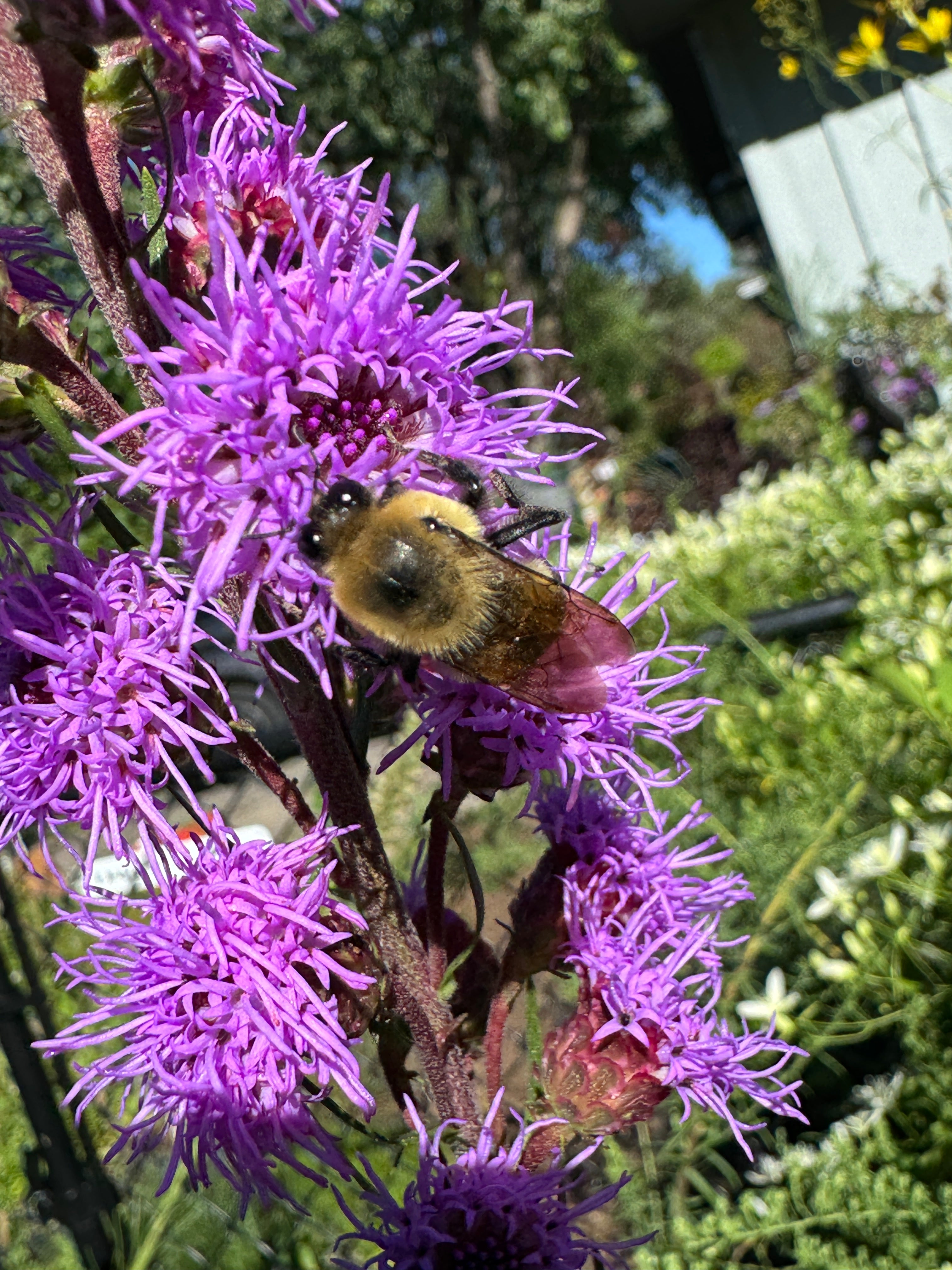 Meadow Blazing Star (Liatris Ligulistylis)