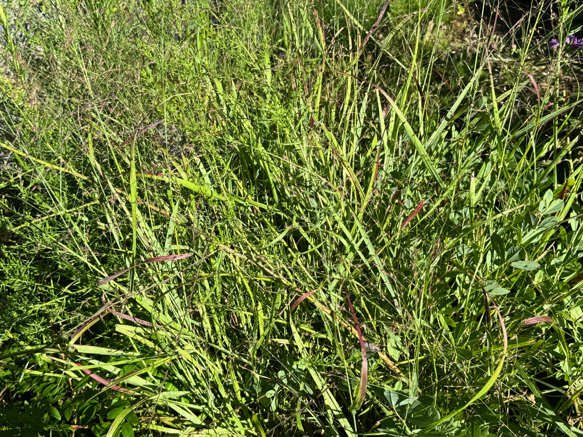 Switchgrass (Panicum Virgatum)