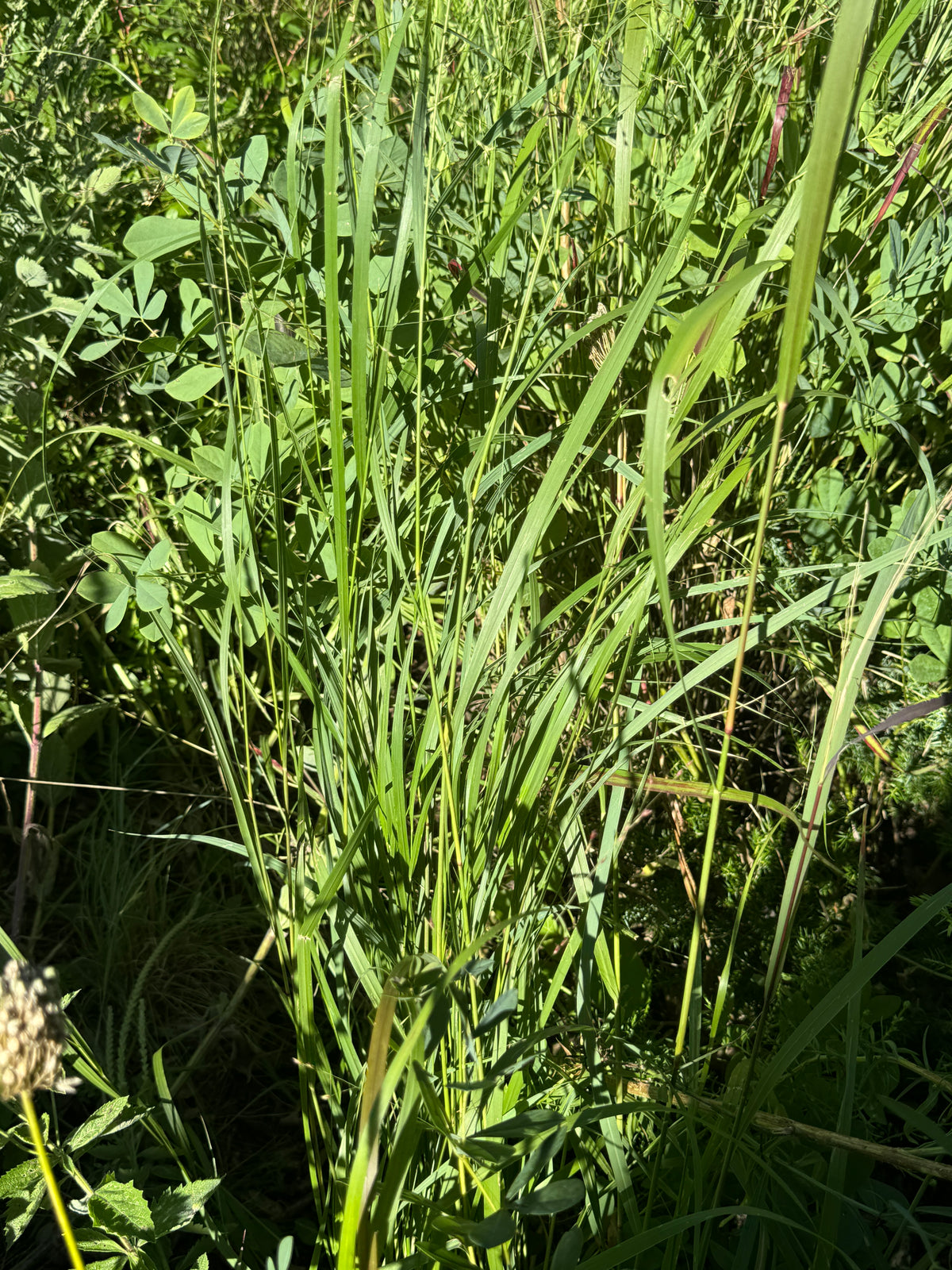 Switchgrass (Panicum Virgatum)