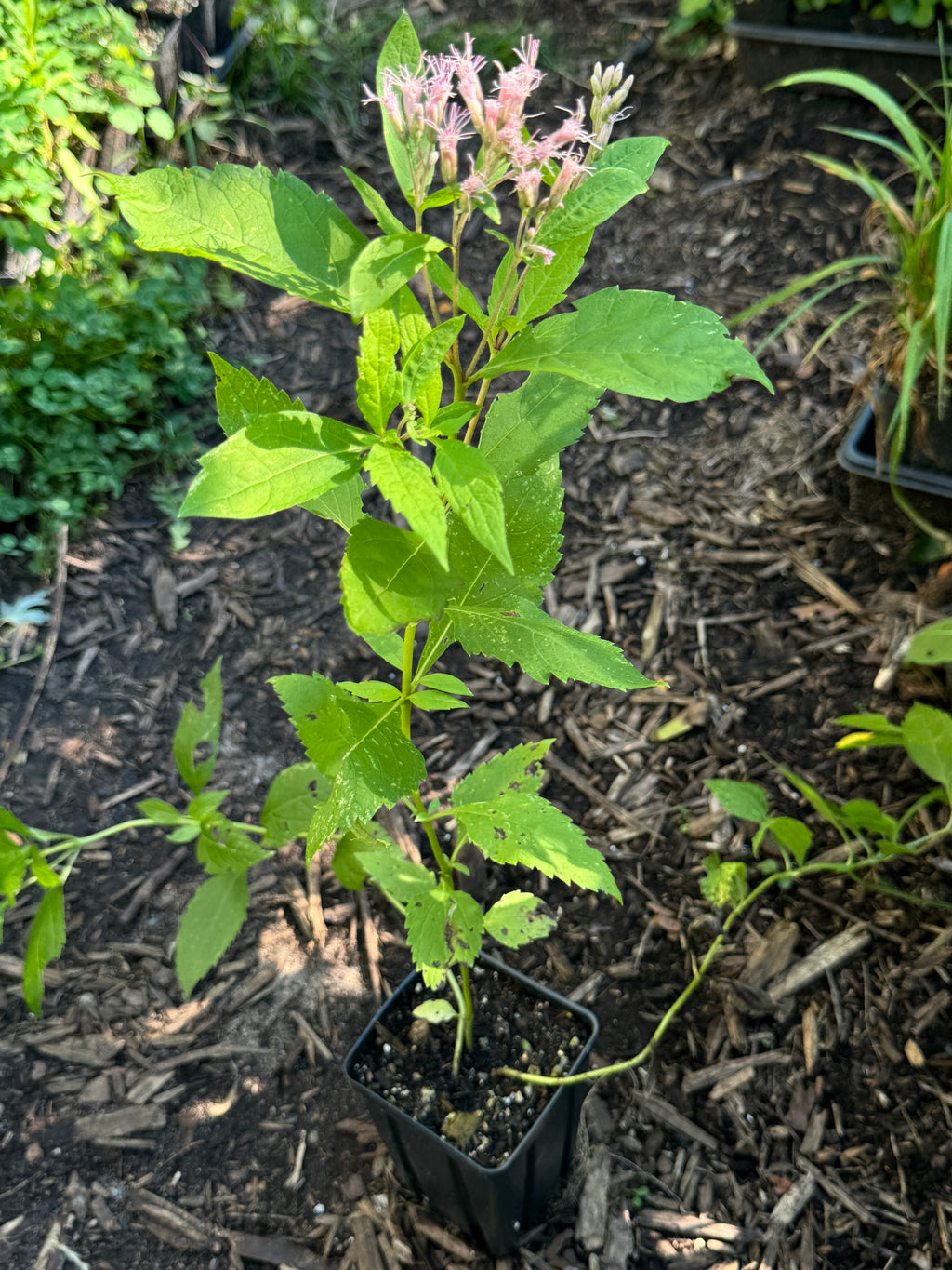 Spotted Joe Pye Weed (Eutrochium maculatum)