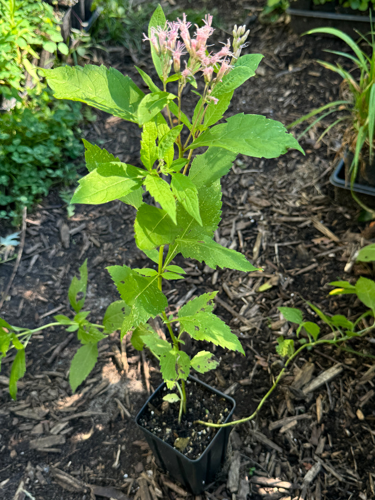 Spotted Joe Pye Weed (Eutrochium maculatum)
