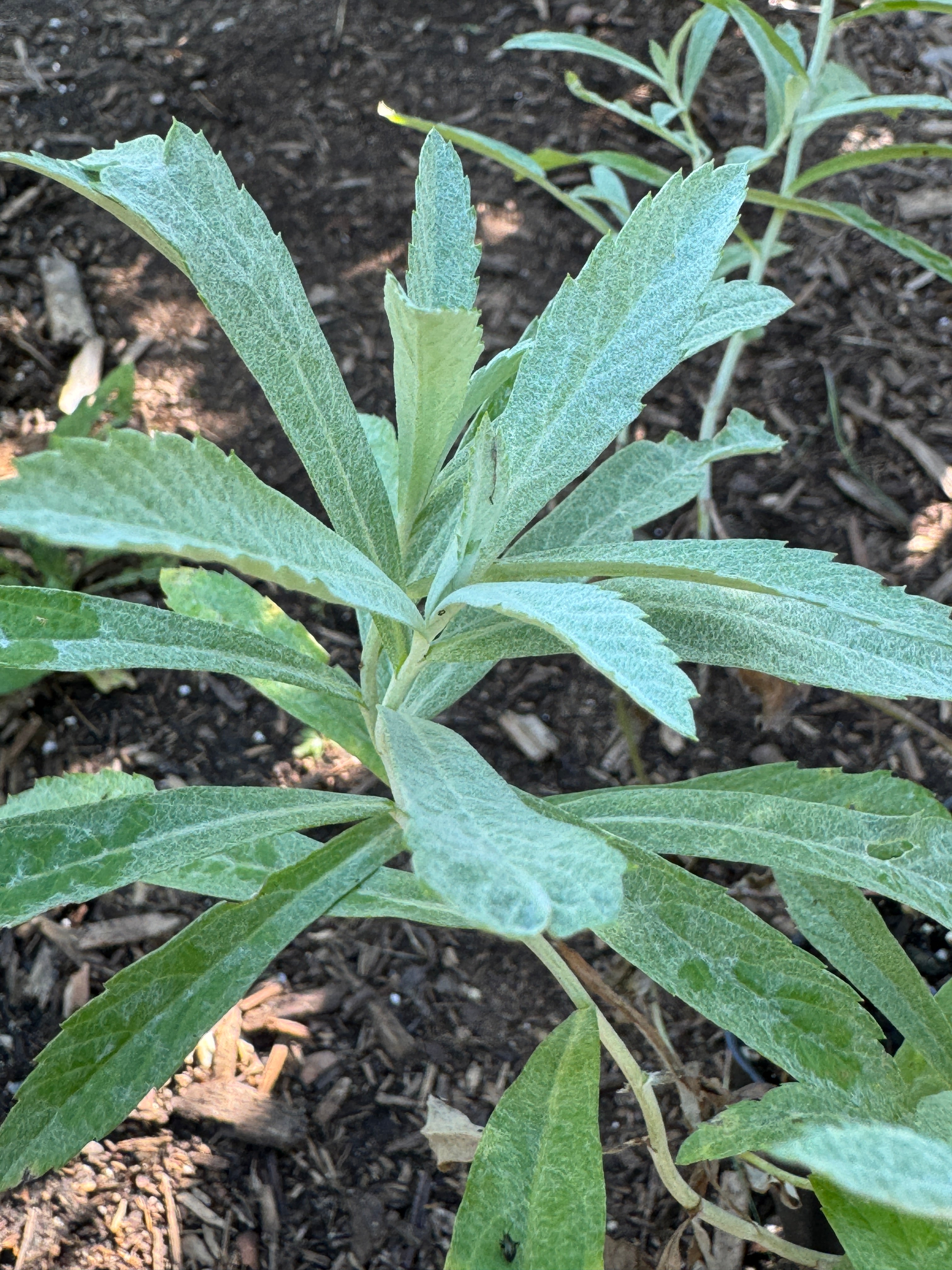 Prairie Sage (Artemisia Ludoviciana)