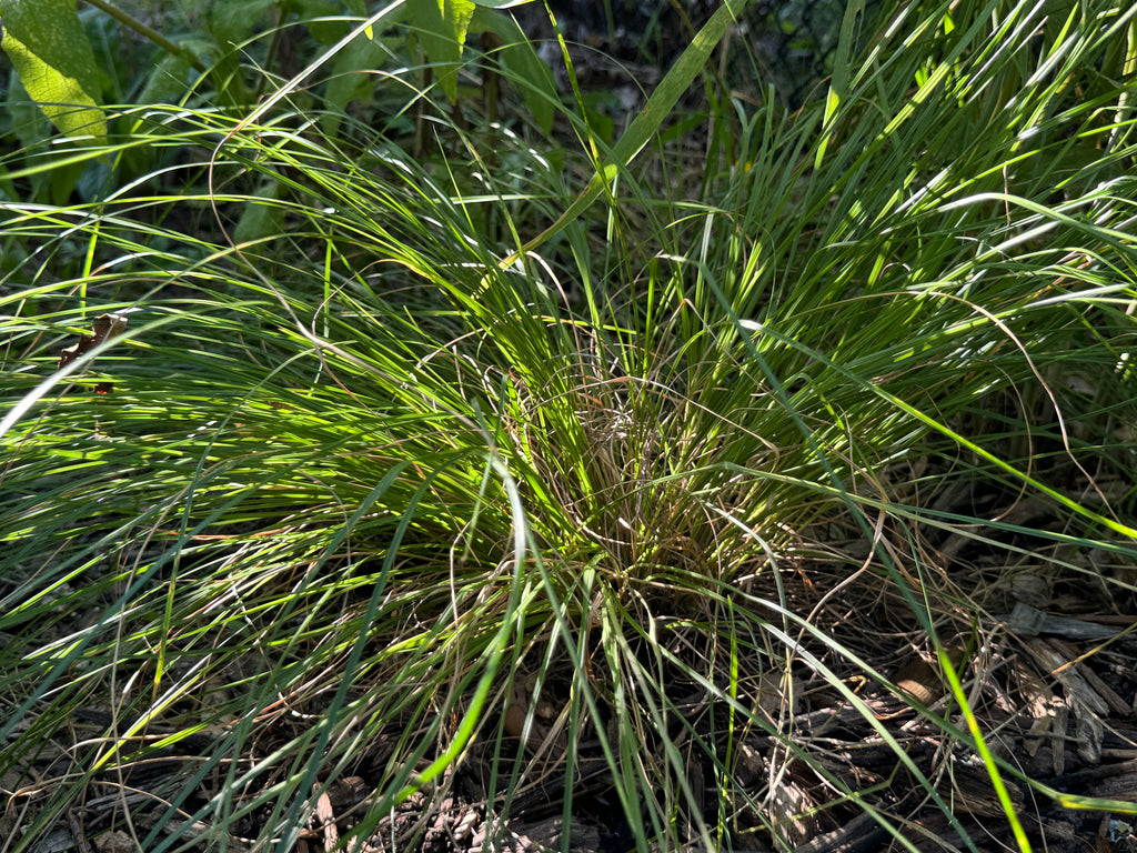 Prairie Dropseed (Sporobolus Heterolepis)