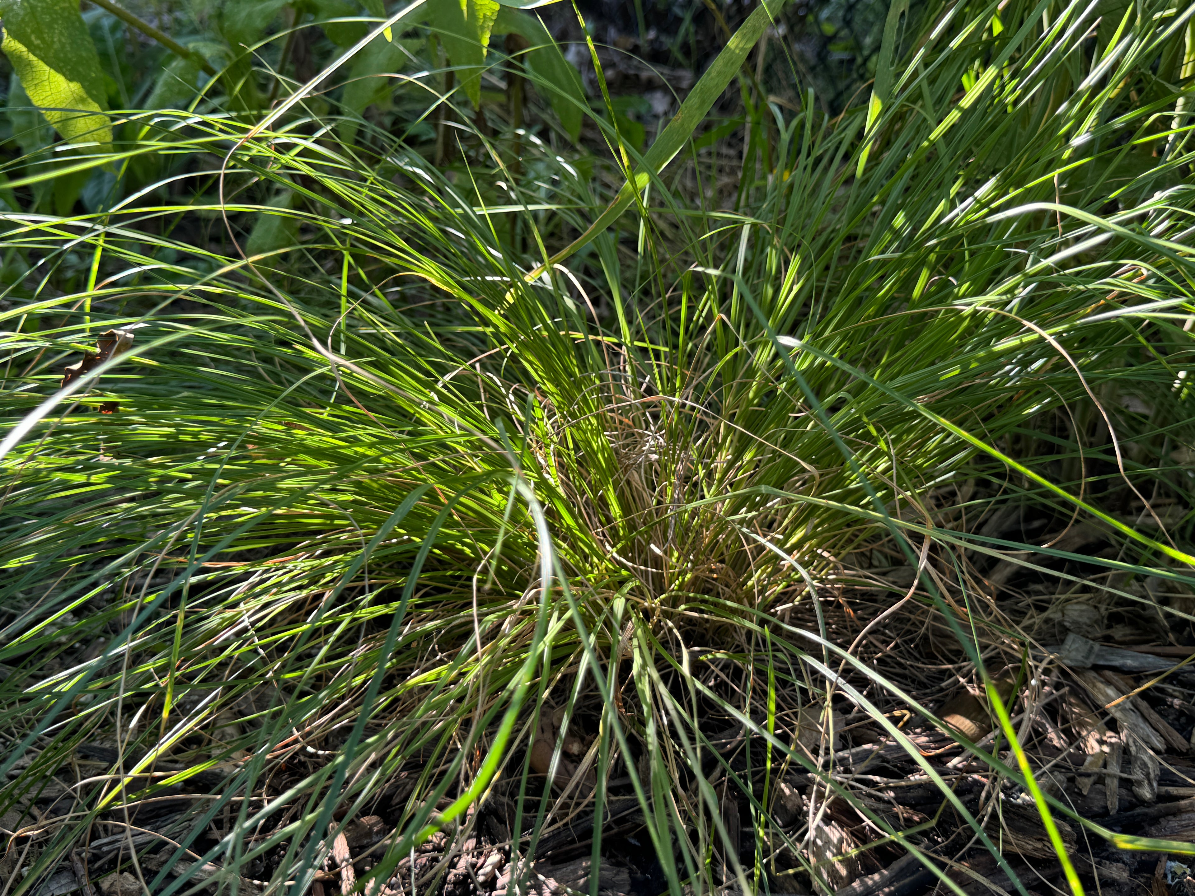 Prairie Dropseed (Sporobolus Heterolepis)