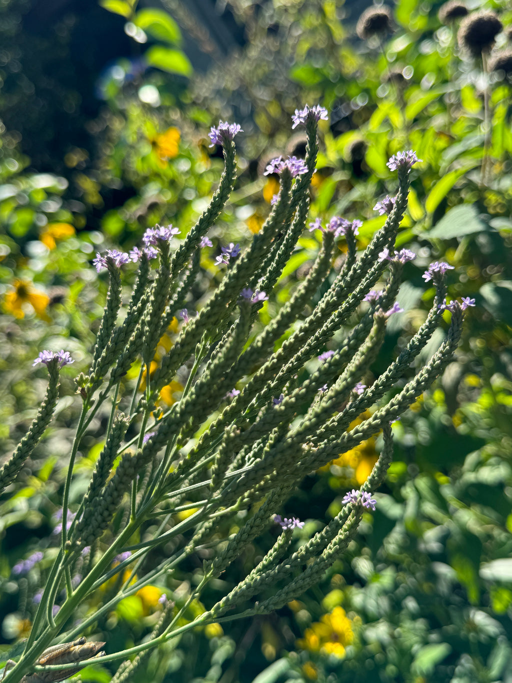 Blue Vervain (Verbena Hastata)