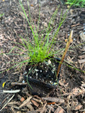 Dudley's Rush (Juncus Dudleyi)