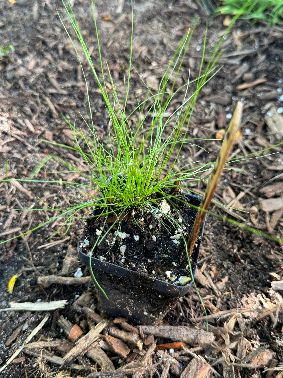 Dudley's Rush (Juncus Dudleyi)