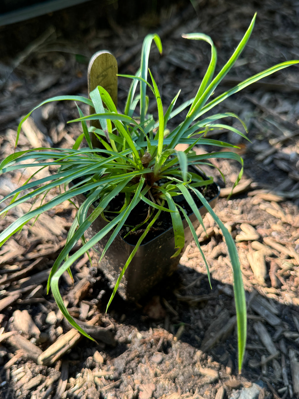 Many-flowered Woodrush (Luzula Multiflora)