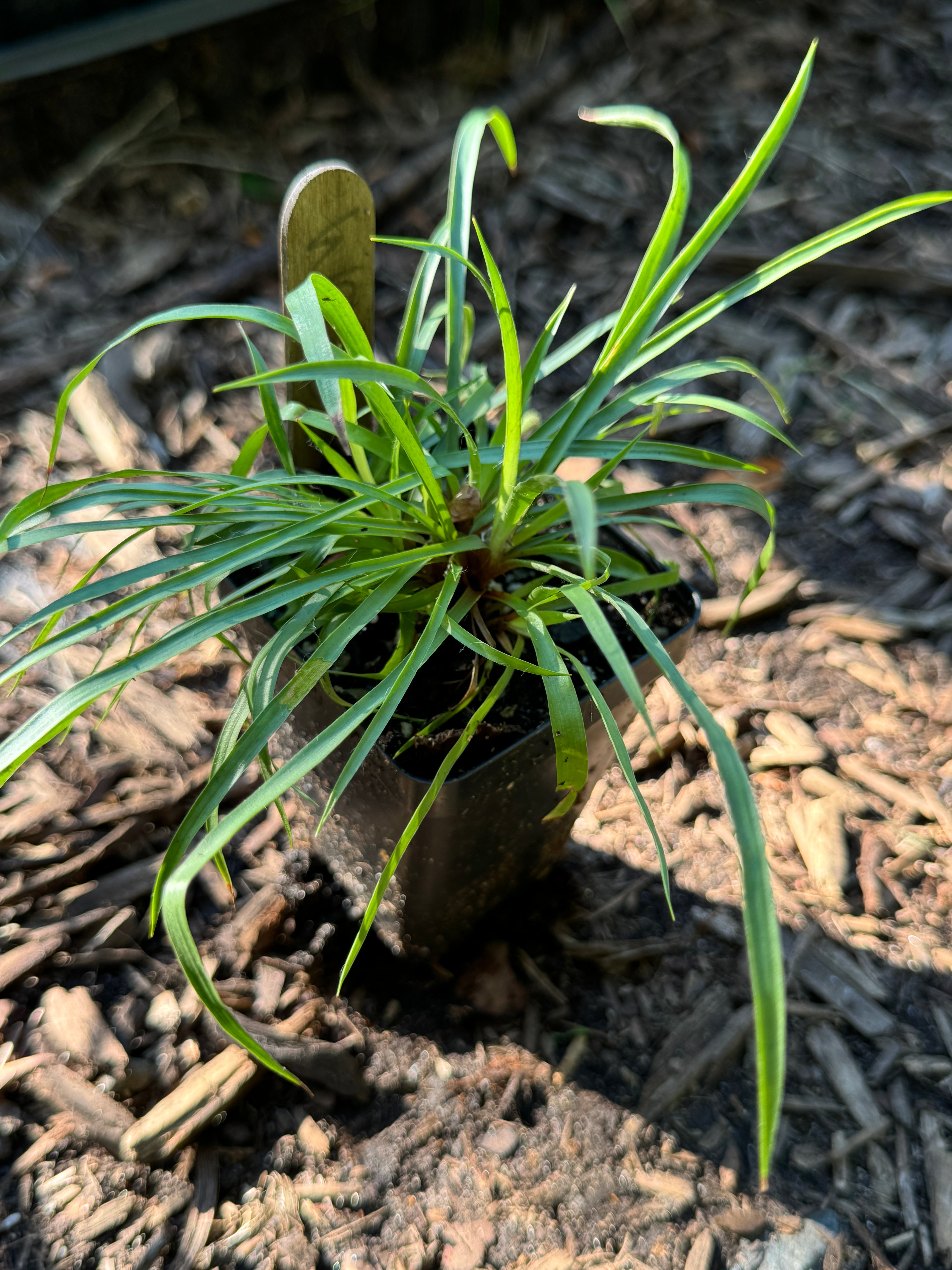 Many-flowered Woodrush (Luzula Multiflora)
