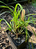 Bur-reed Sedge (Carex Sparganioides)