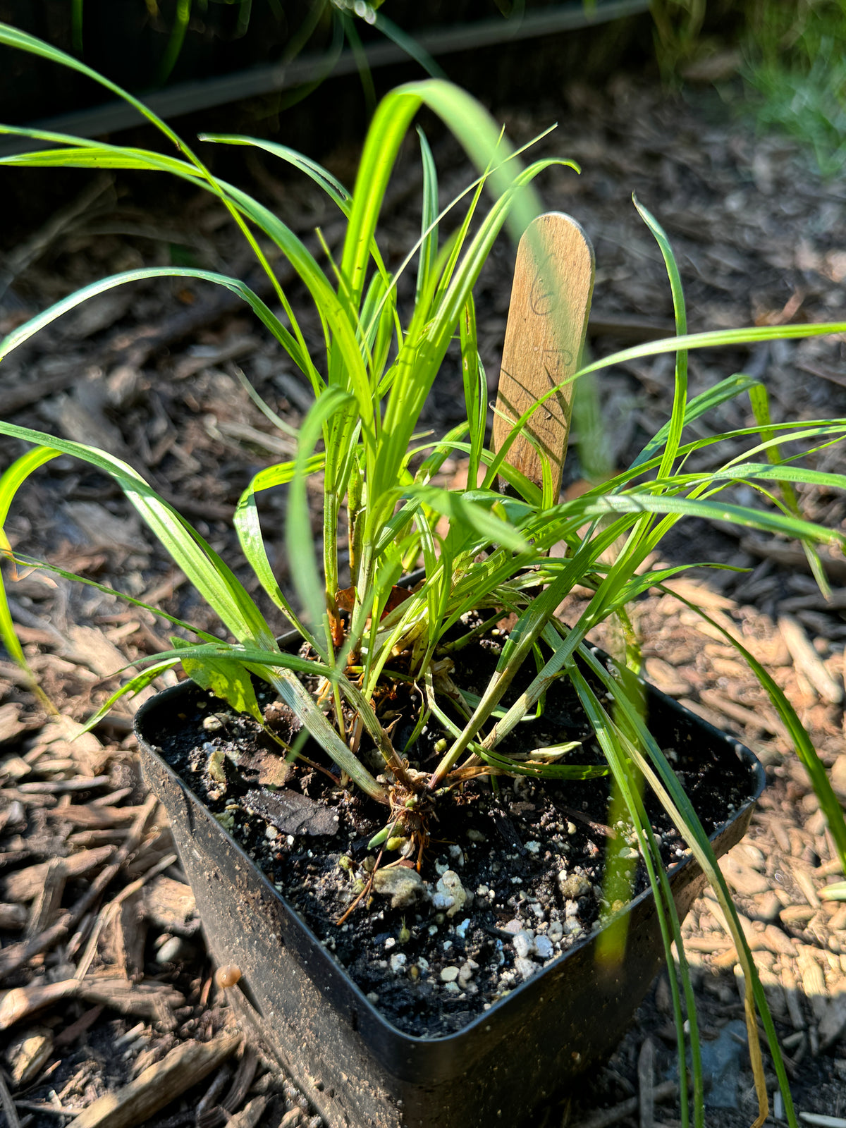 Bur-reed Sedge (Carex Sparganioides)