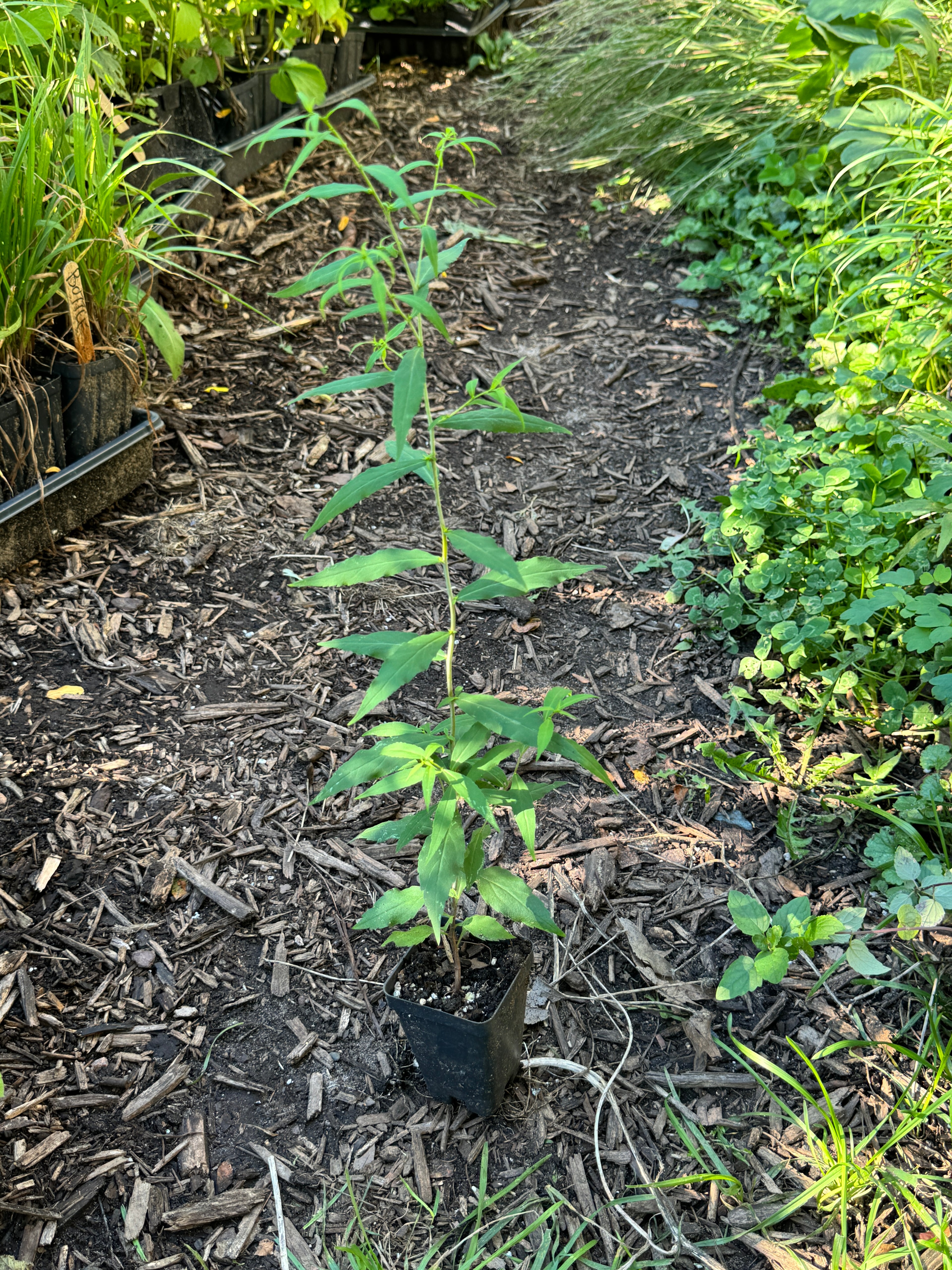 Blue-stemmed Goldenrod (Solidago Caesia)
