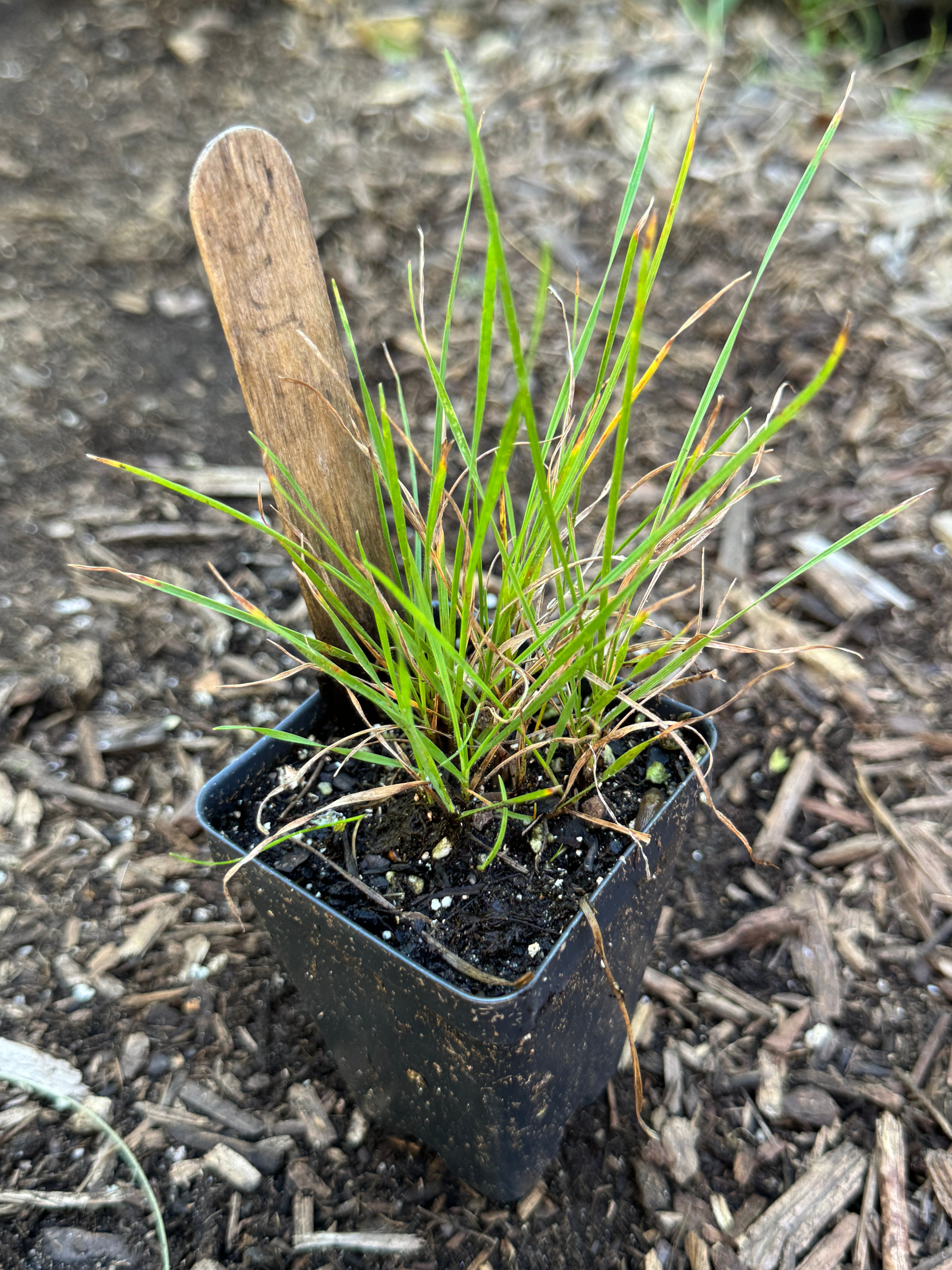 June Grass (Koeleria Macrantha)