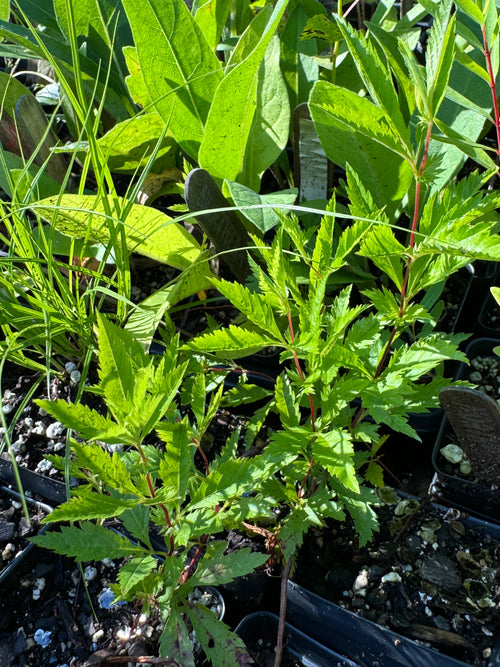 American Ipecac (Porteranthus stipulatus)