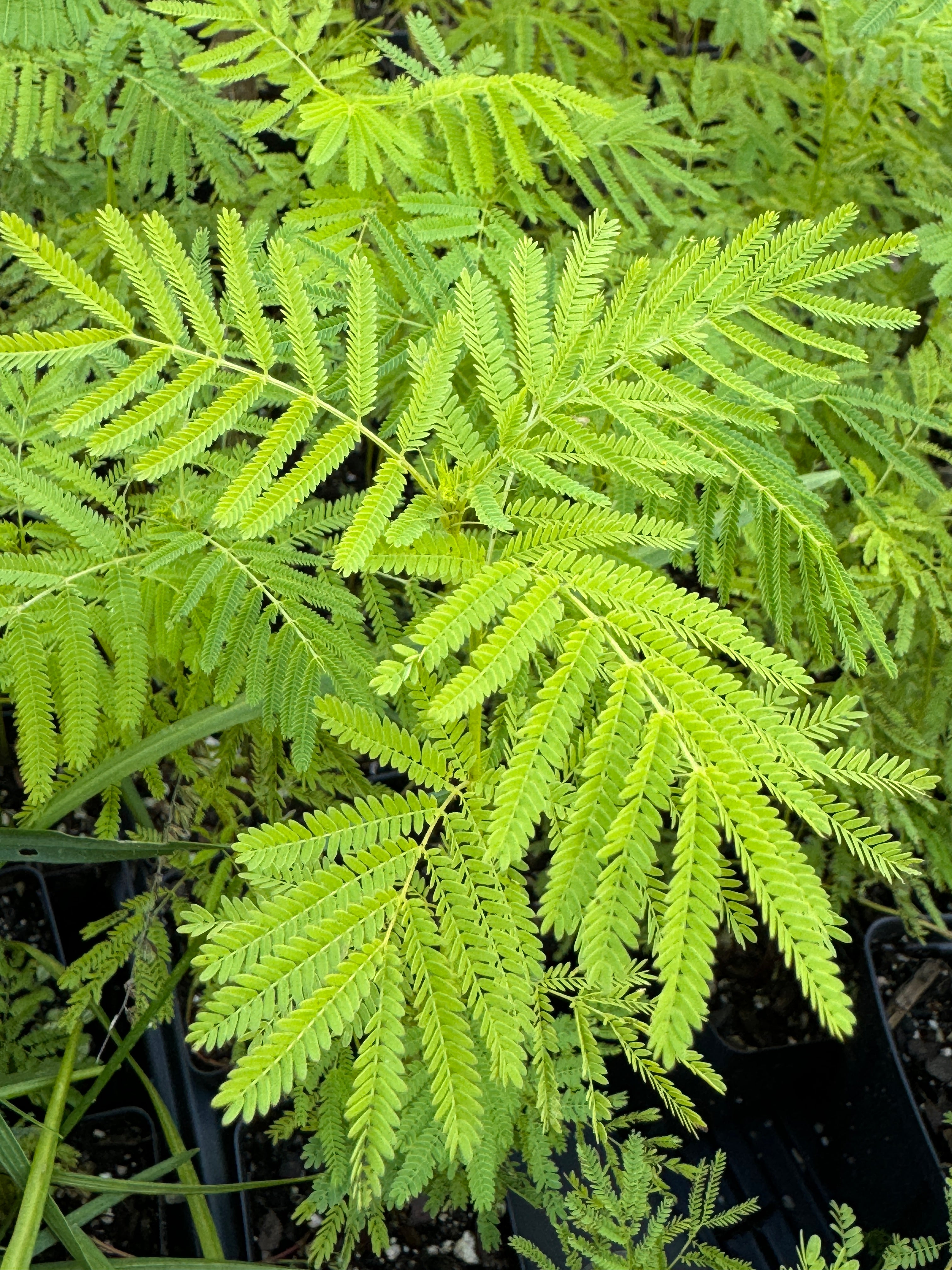 Illinois Bundleflower (Desmanthus Illinoensis)