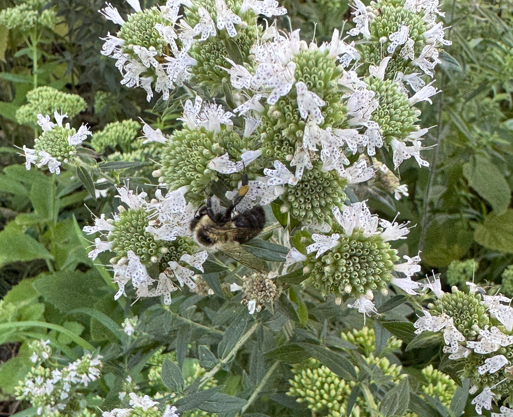 Hairy Mountain Mint (Pycnanthemum Verticillatum Var. Pilosum)