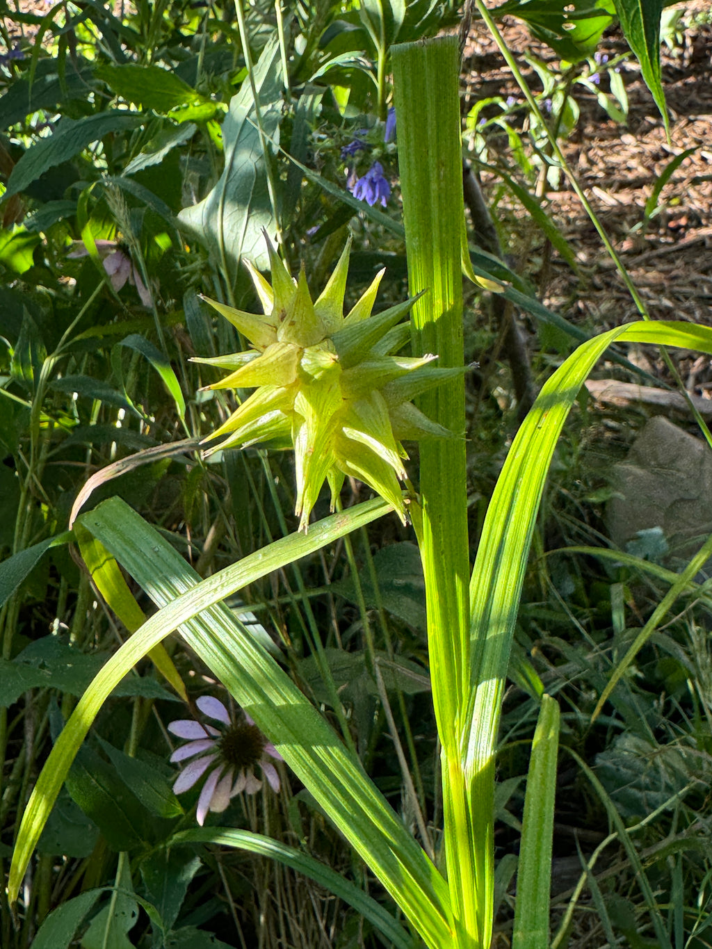 Gray's Sedge (Carex Grayi)