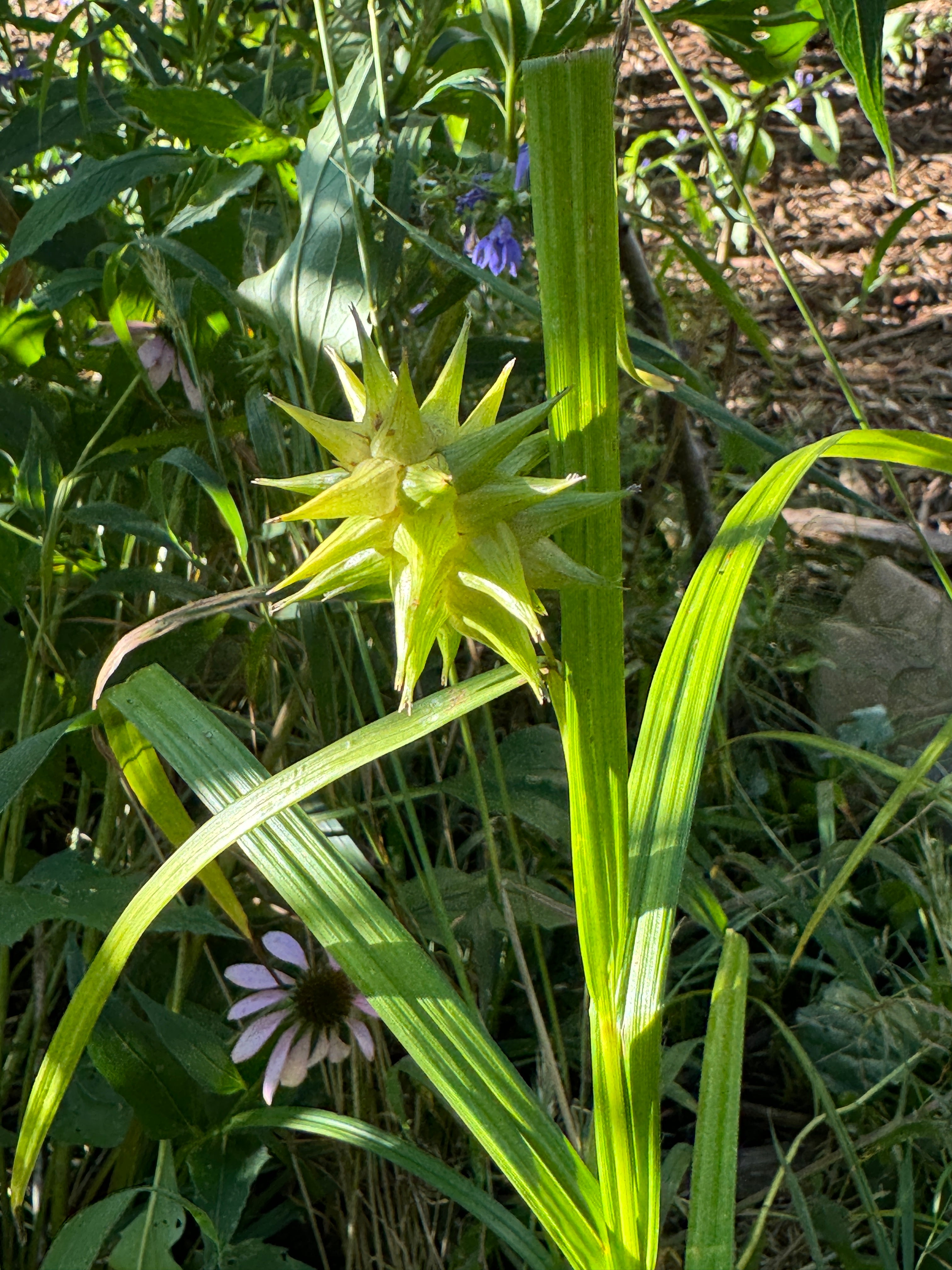 Gray's Sedge (Carex Grayi)