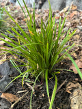 Nodding Fescue (Festuca Subverticillata)