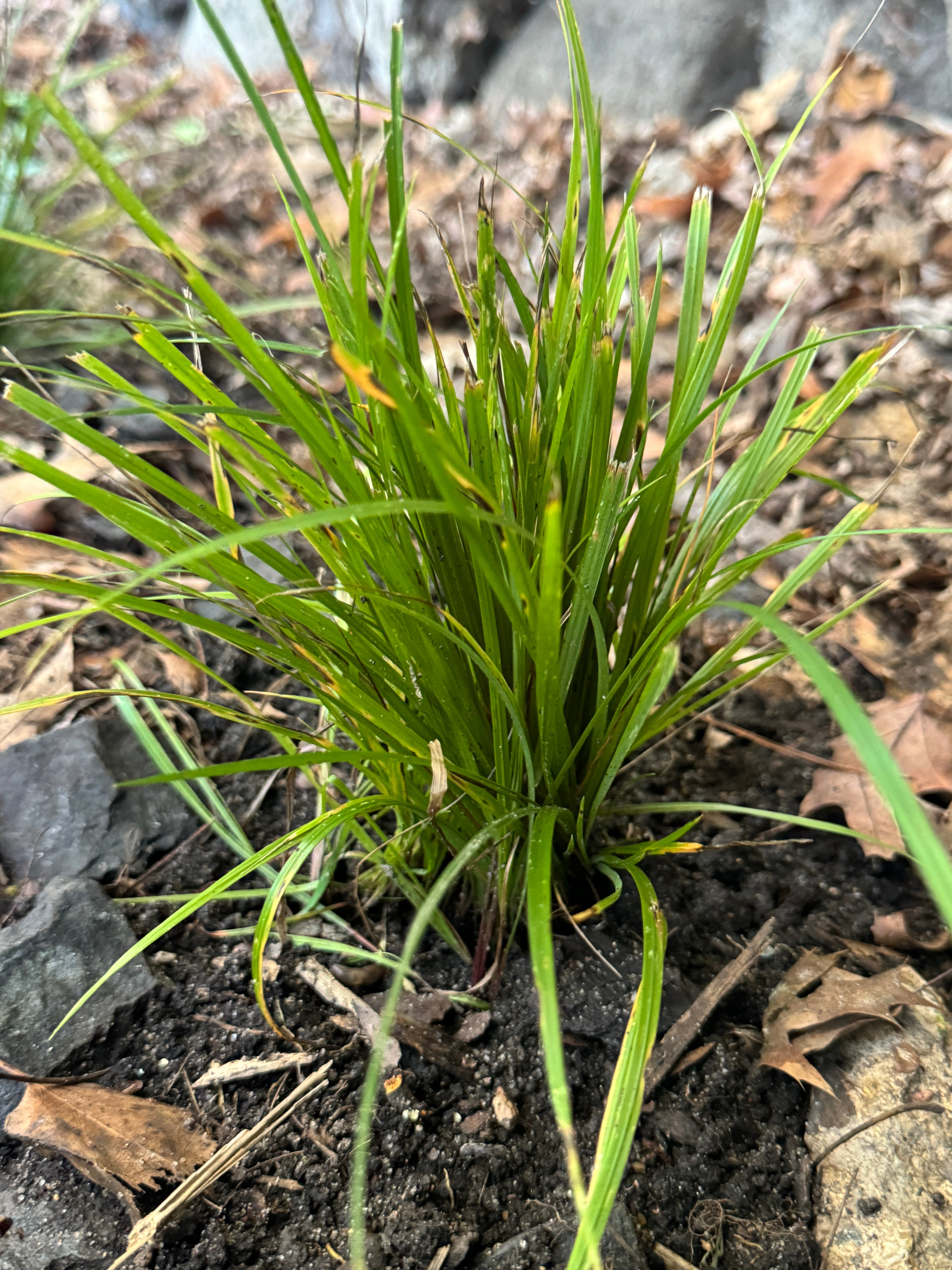 Nodding Fescue (Festuca Subverticillata)