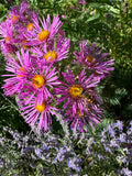 New England Aster (Symphyotrichum Novae-Angliae)