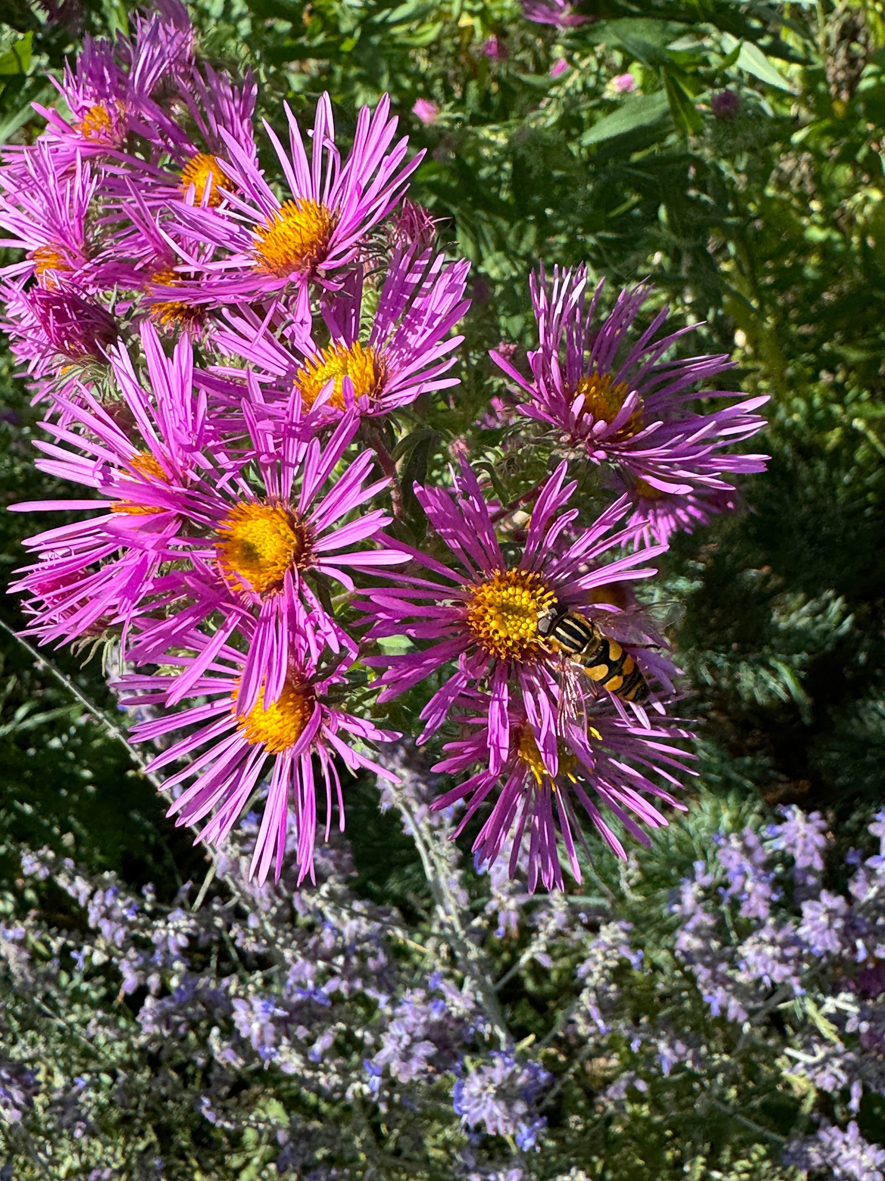 New England Aster (Symphyotrichum Novae-Angliae)