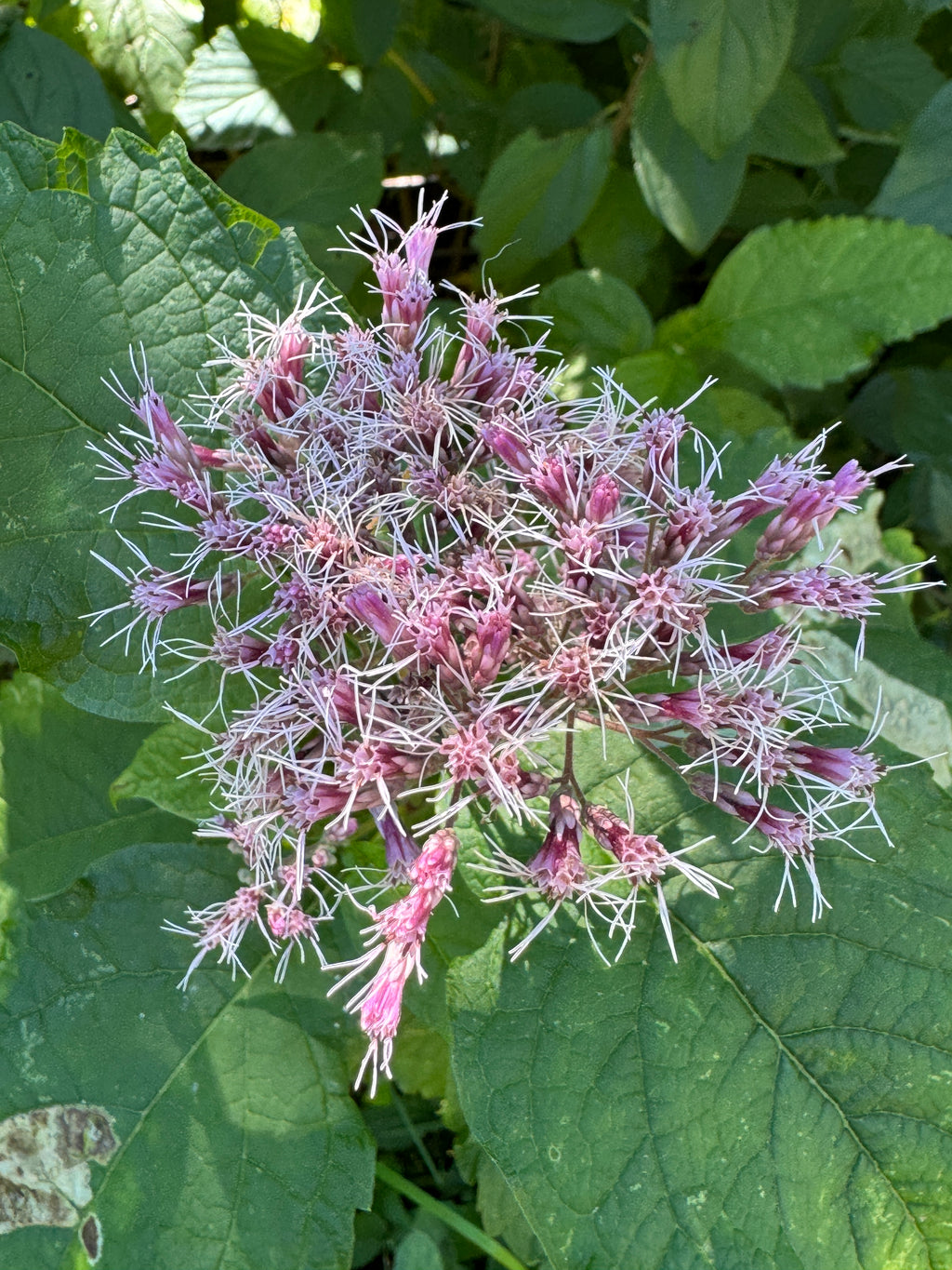 Sweet Joe Pye Weed (Eutrochium Purpureum)