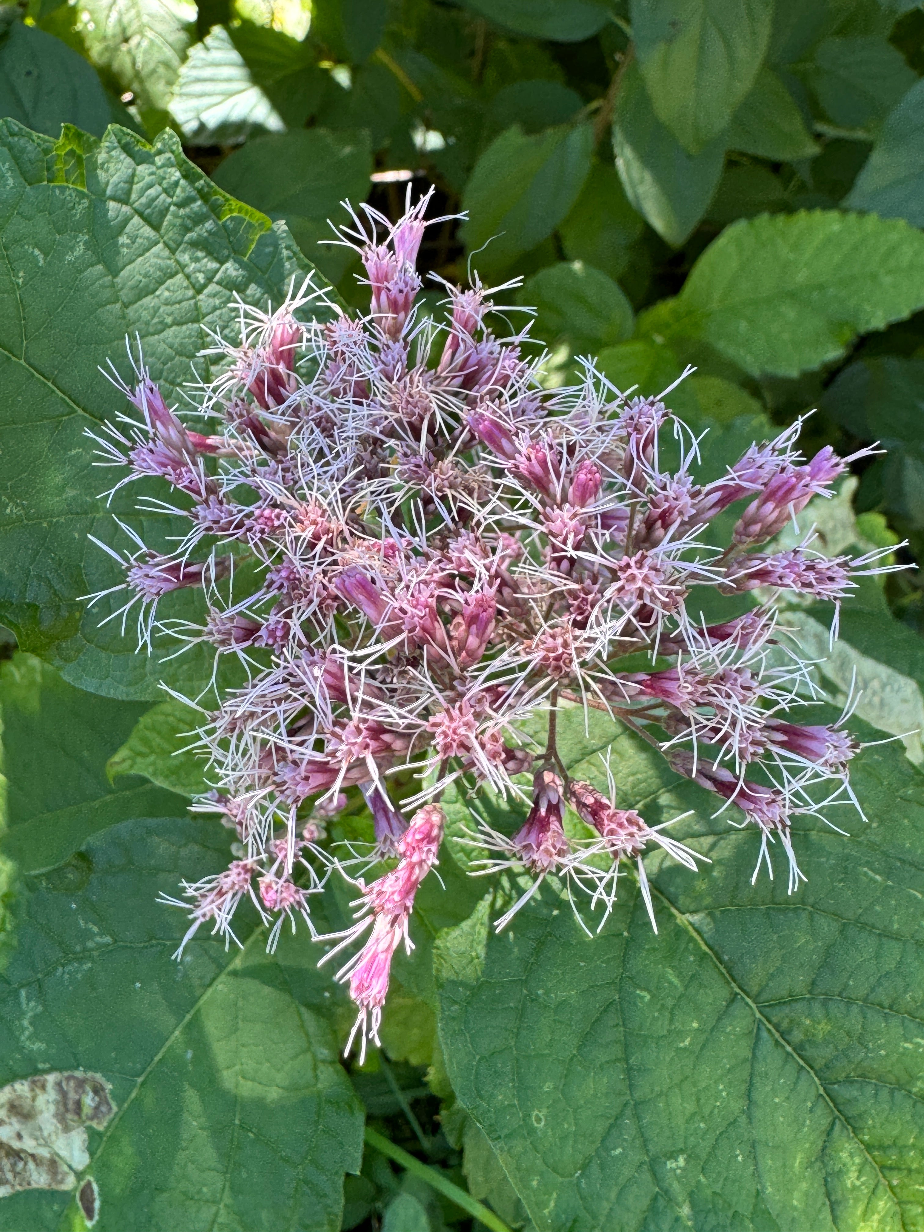 Sweet Joe Pye Weed (Eutrochium Purpureum)