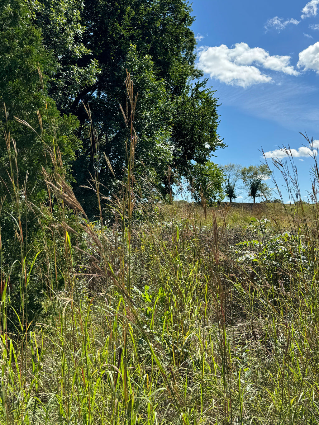Big Bluestem (Andropogon Gerardii)