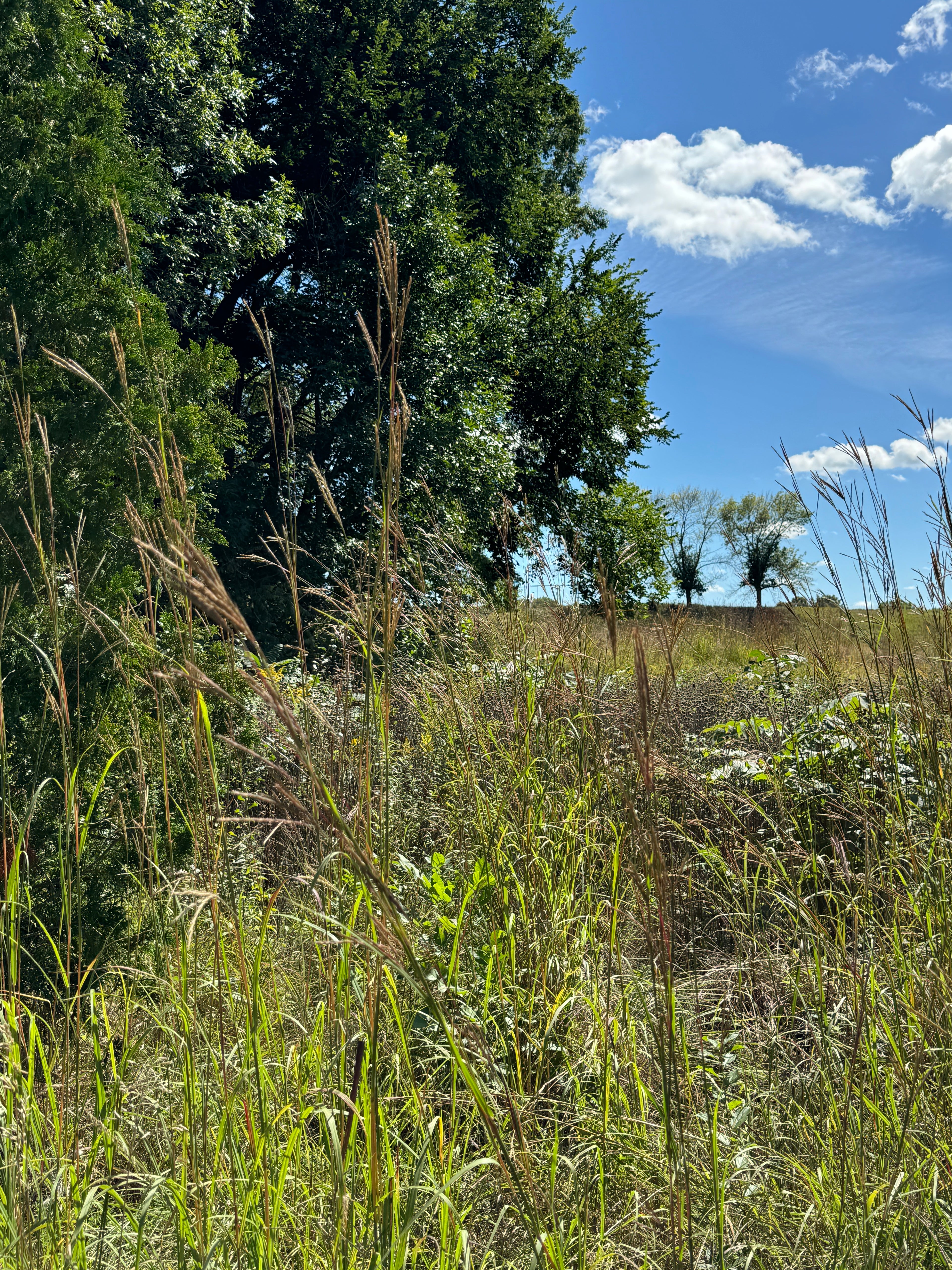 Big Bluestem (Andropogon Gerardii)