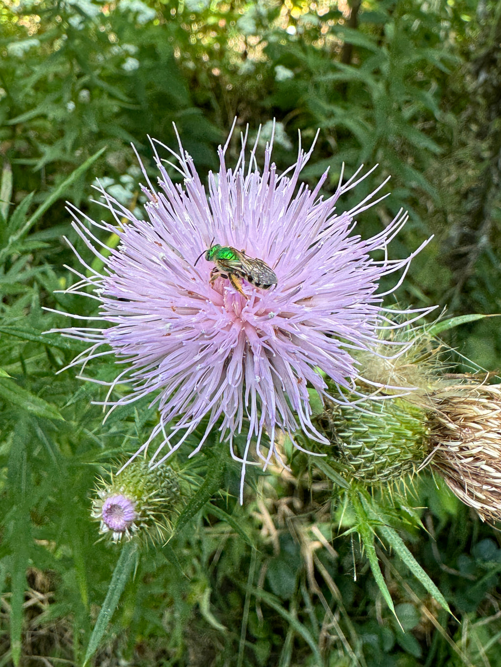 Field Thistle (Cirsium discolor)