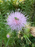 Field Thistle (Cirsium discolor)