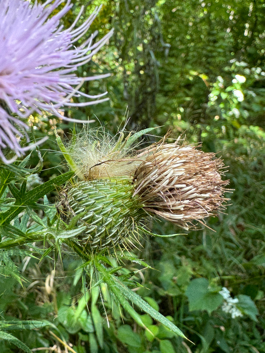 Field Thistle (Cirsium discolor)