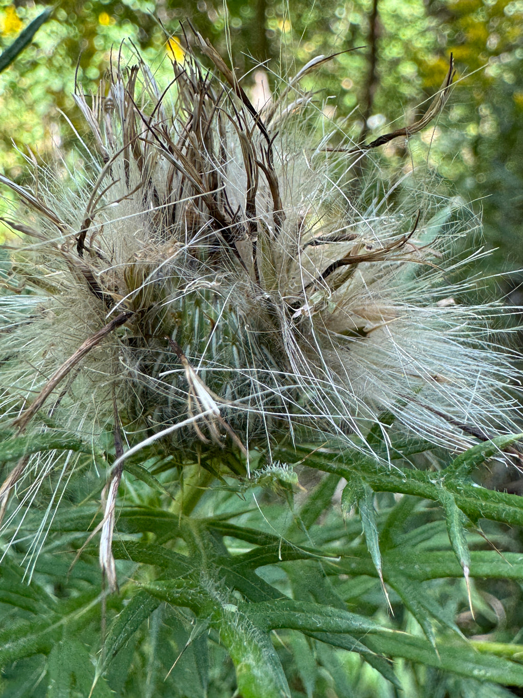 Field Thistle (Cirsium discolor)