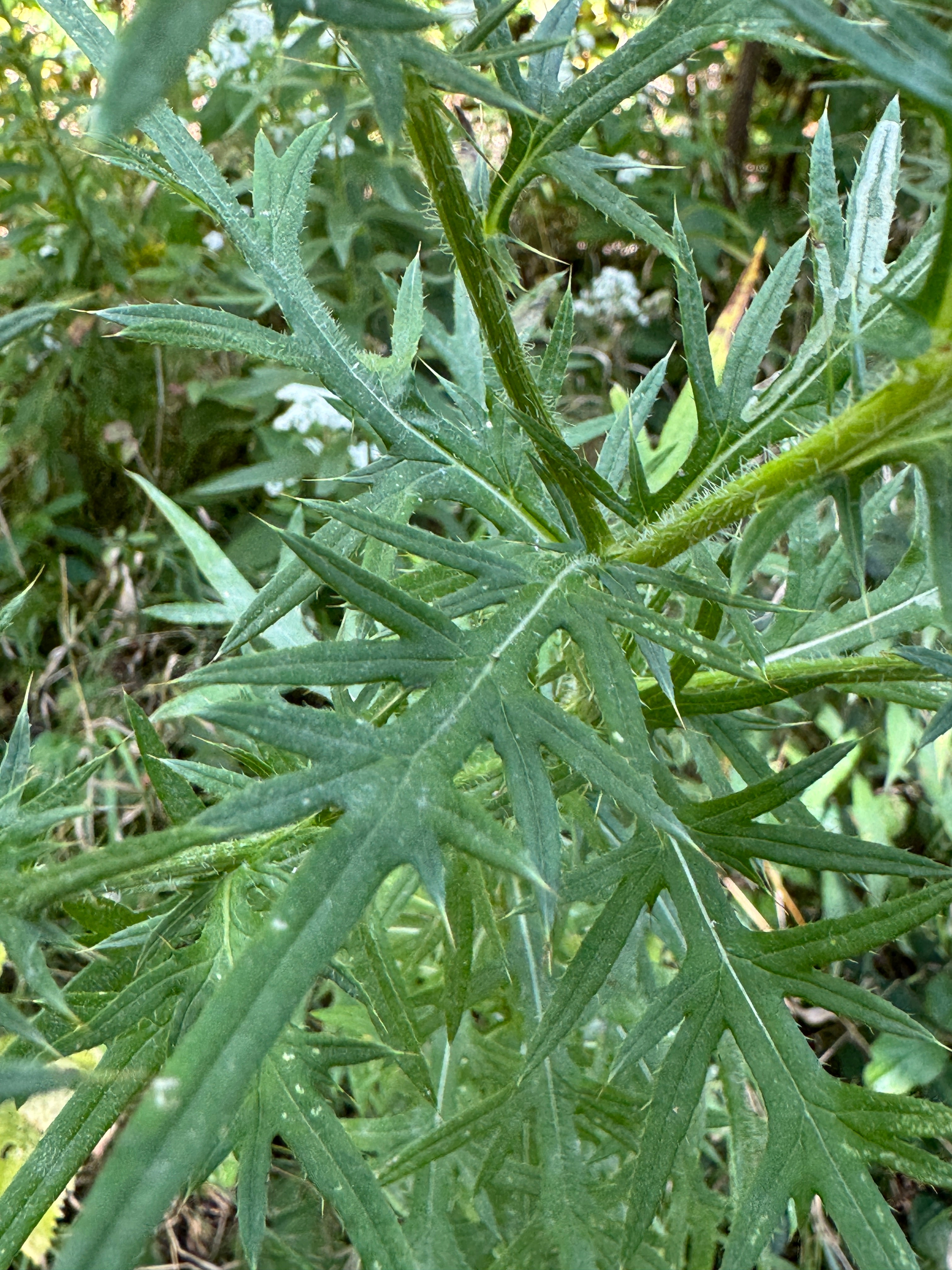 Field Thistle (Cirsium discolor)