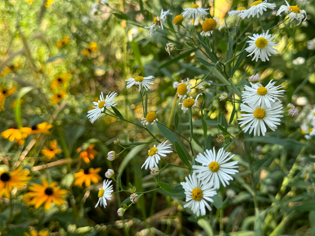 False Aster (False Aster)