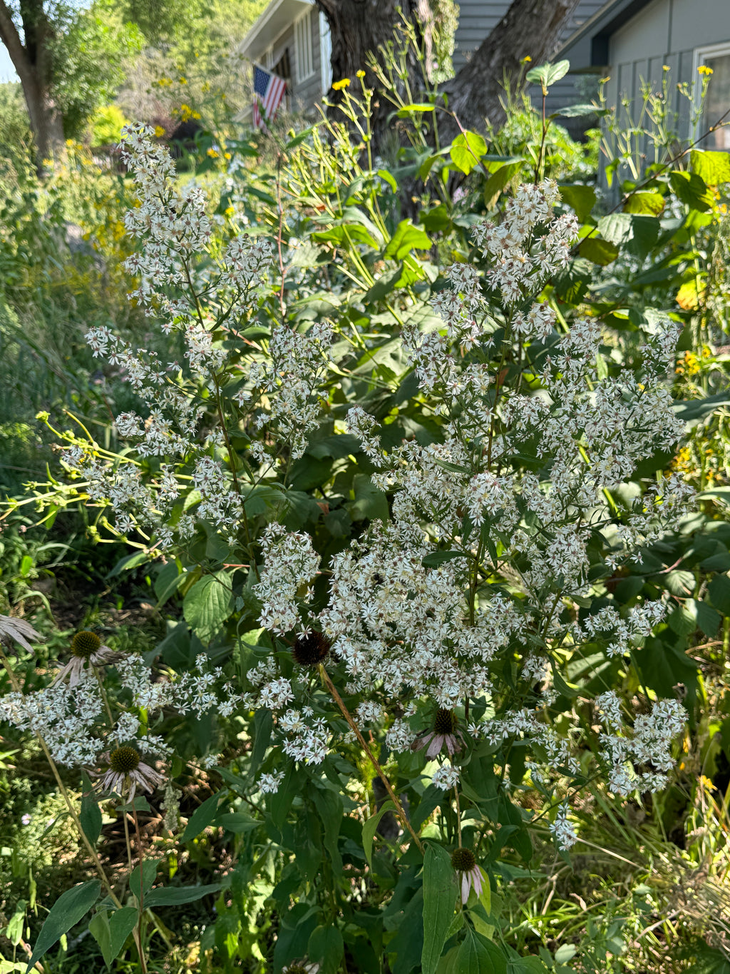 Arrowleaf Aster (Symphyotruchum Urophyllum)