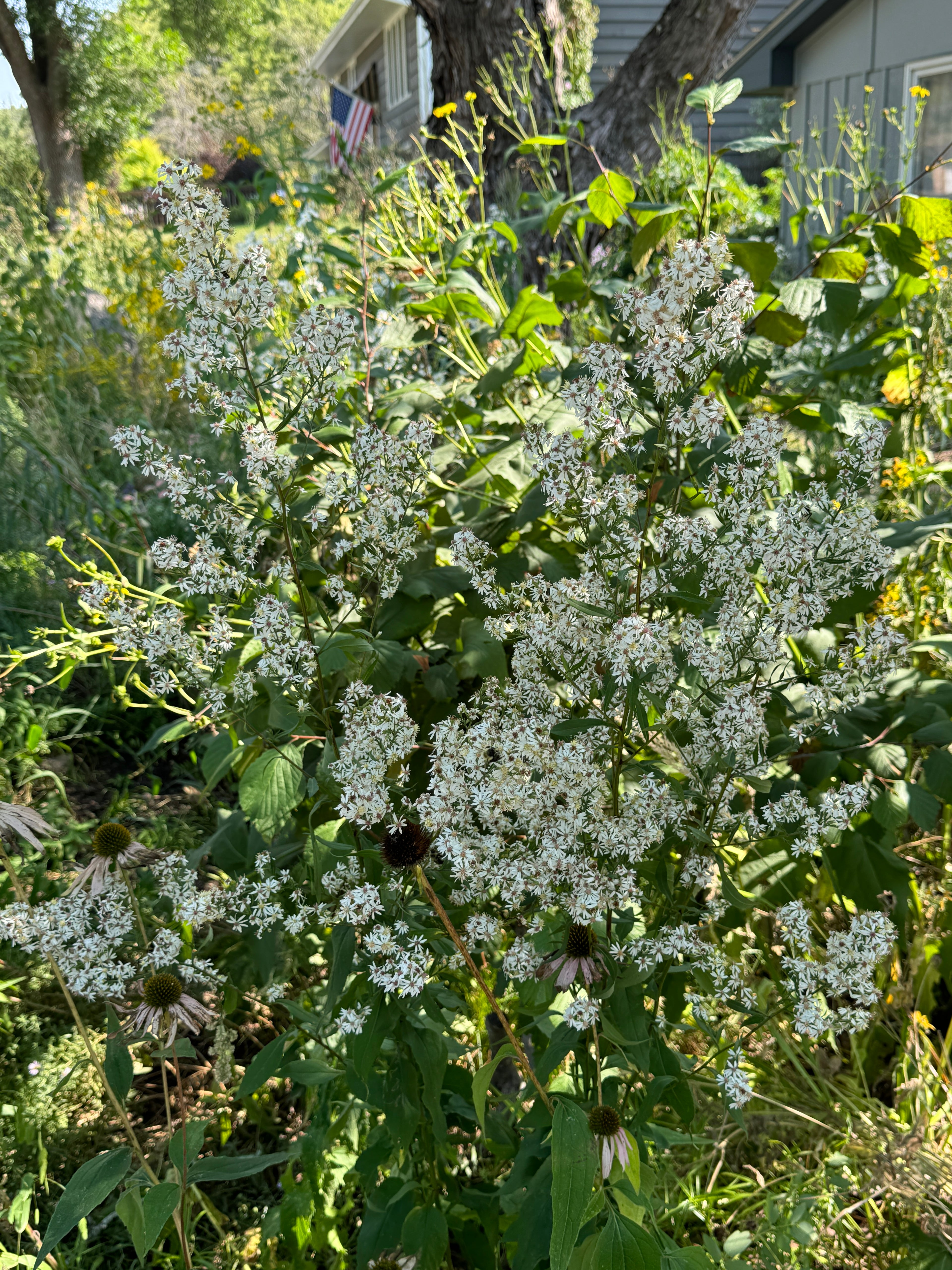 Arrowleaf Aster (Symphyotruchum Urophyllum)
