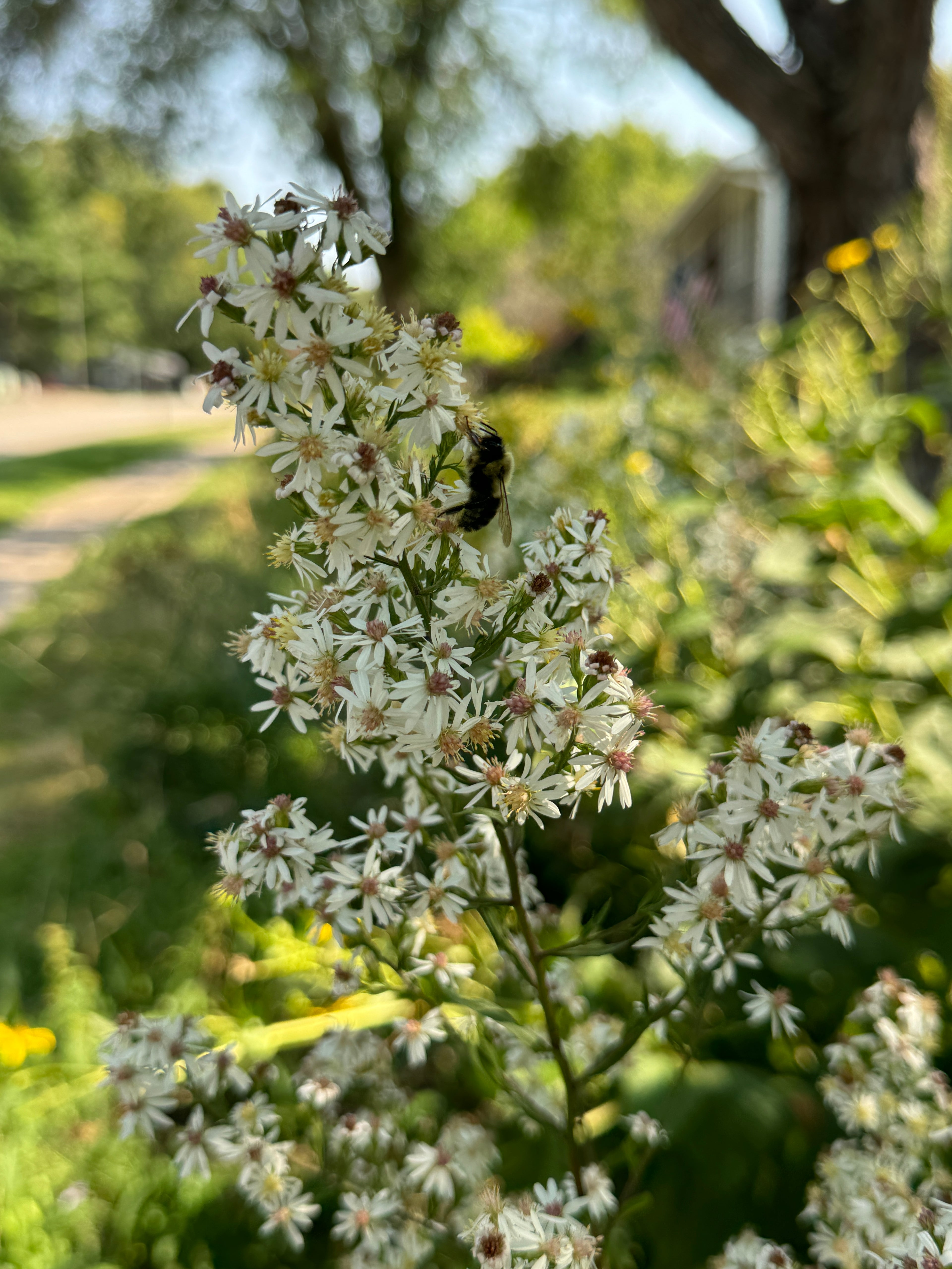 Arrowleaf Aster (Symphyotruchum Urophyllum)