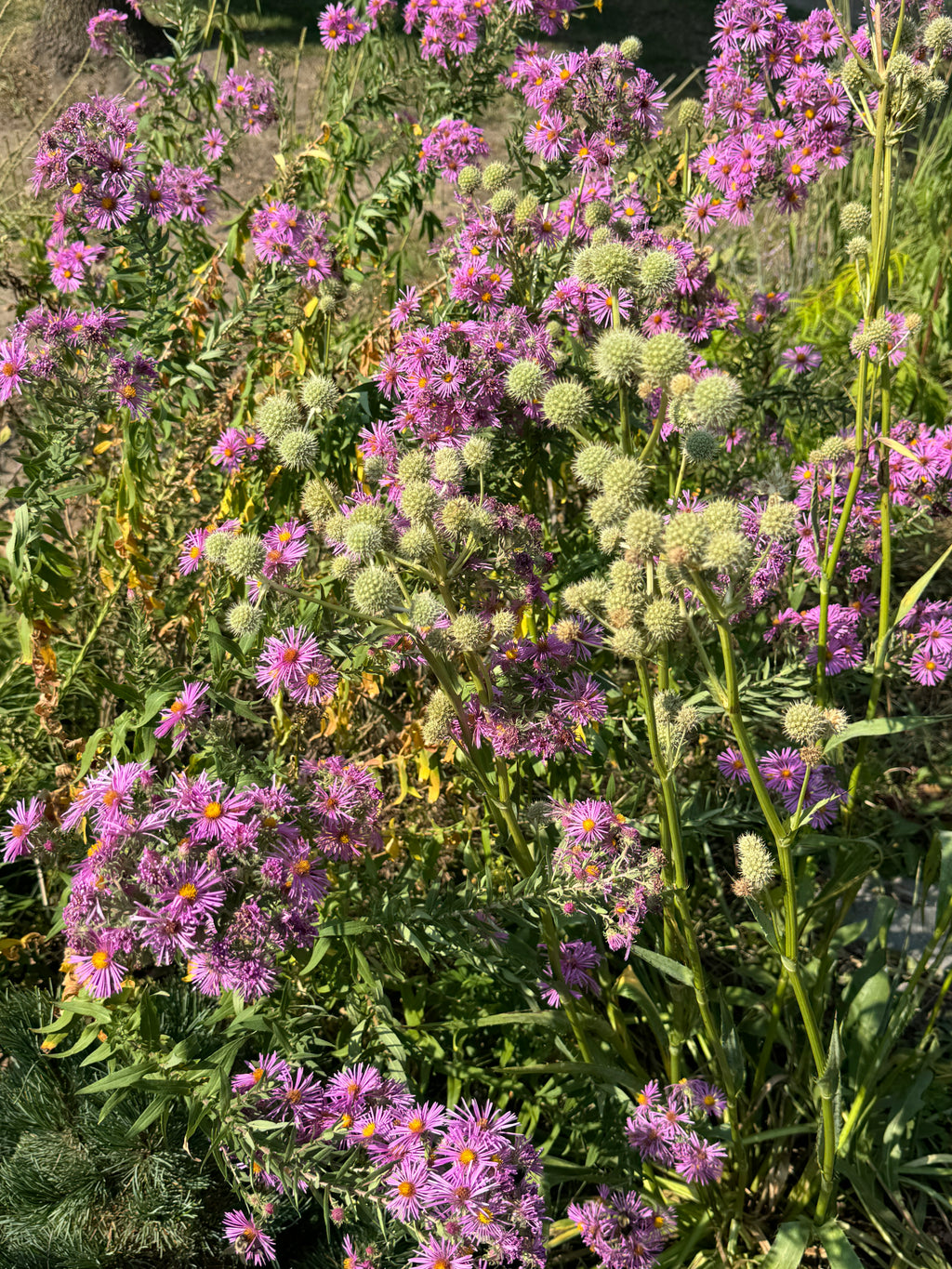 New England Aster (Symphyotrichum Novae-Angliae)