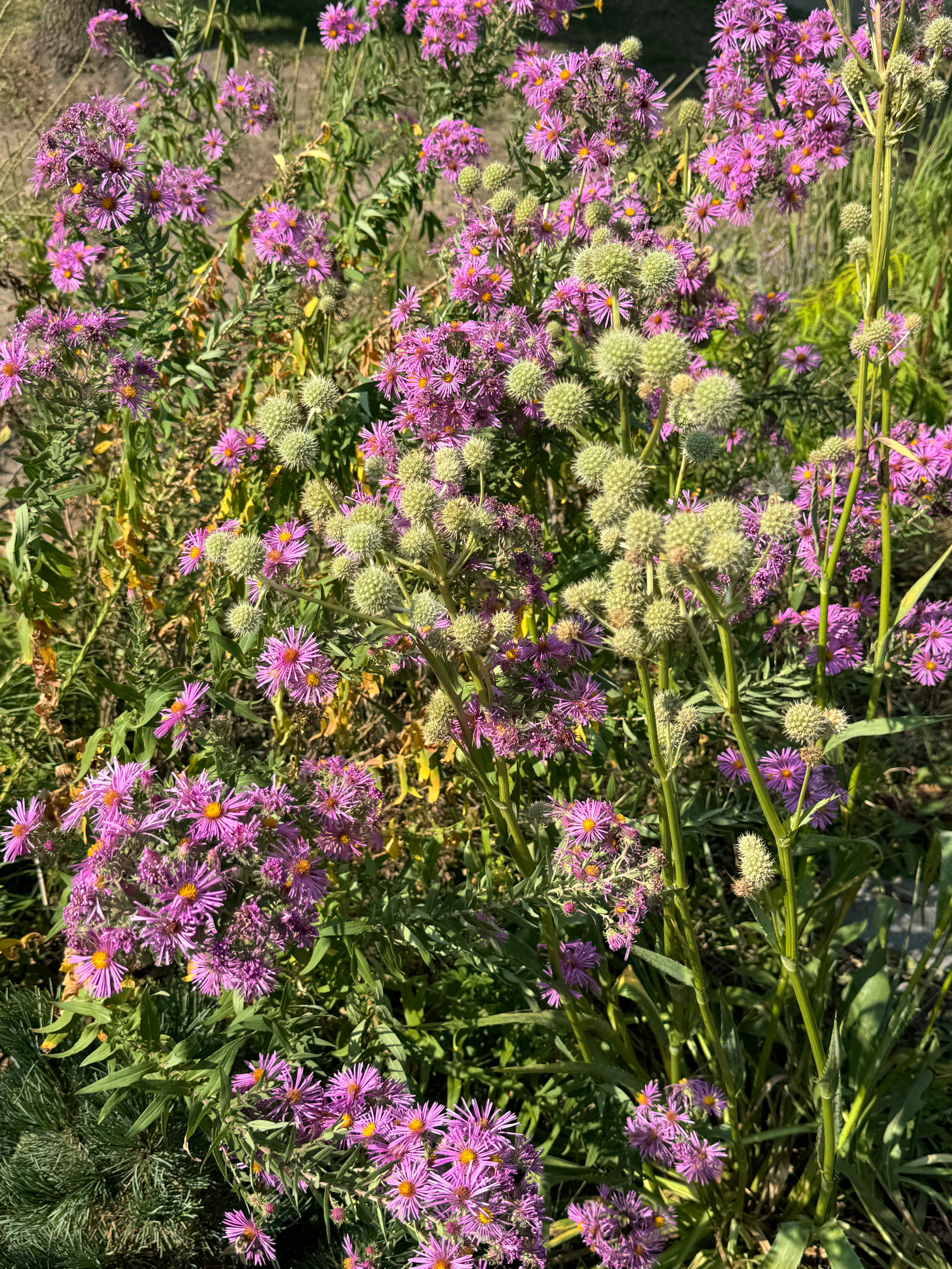 New England Aster (Symphyotrichum Novae-Angliae)
