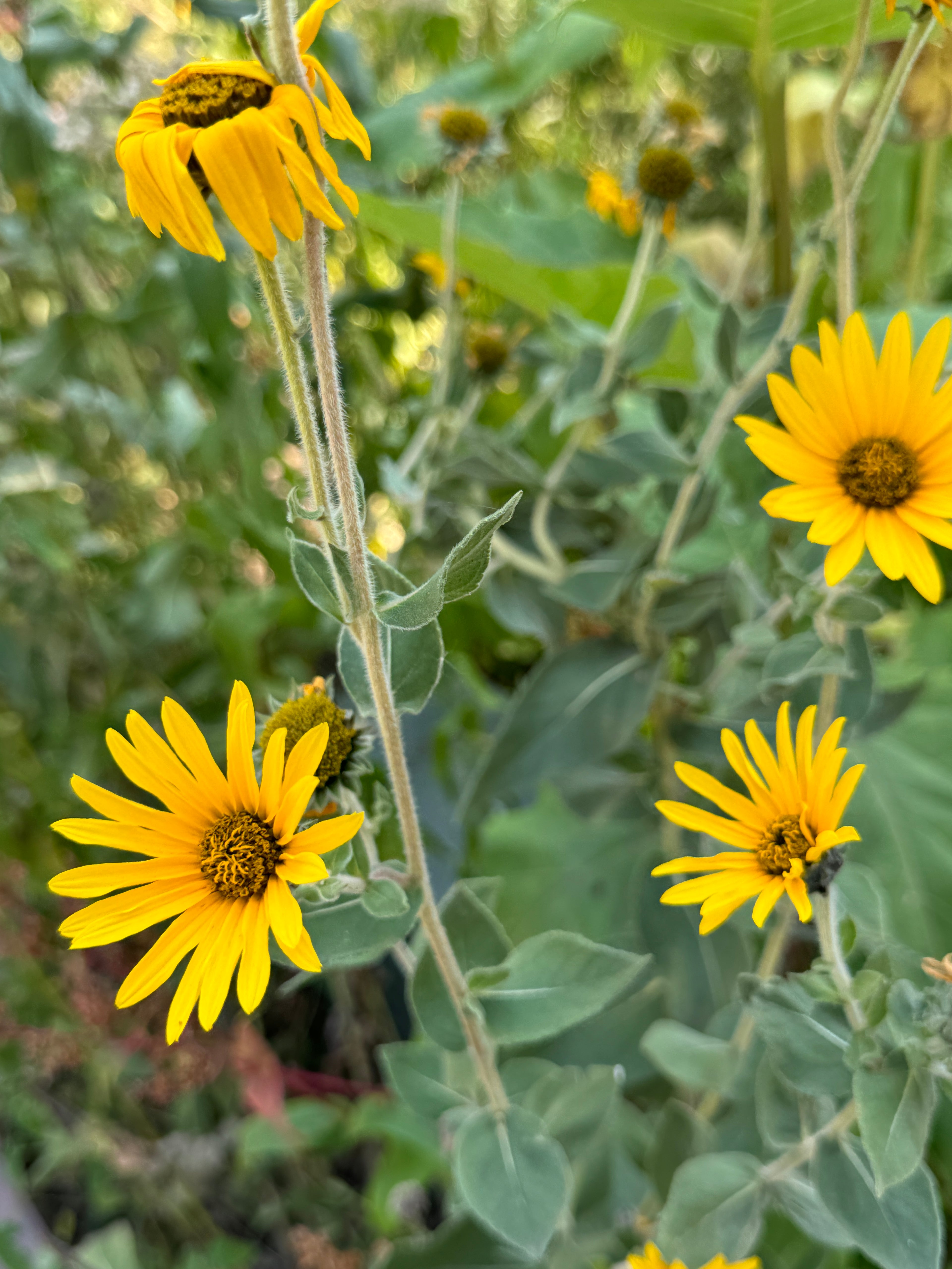 Downy Sunflower (Helianthus Mollis)
