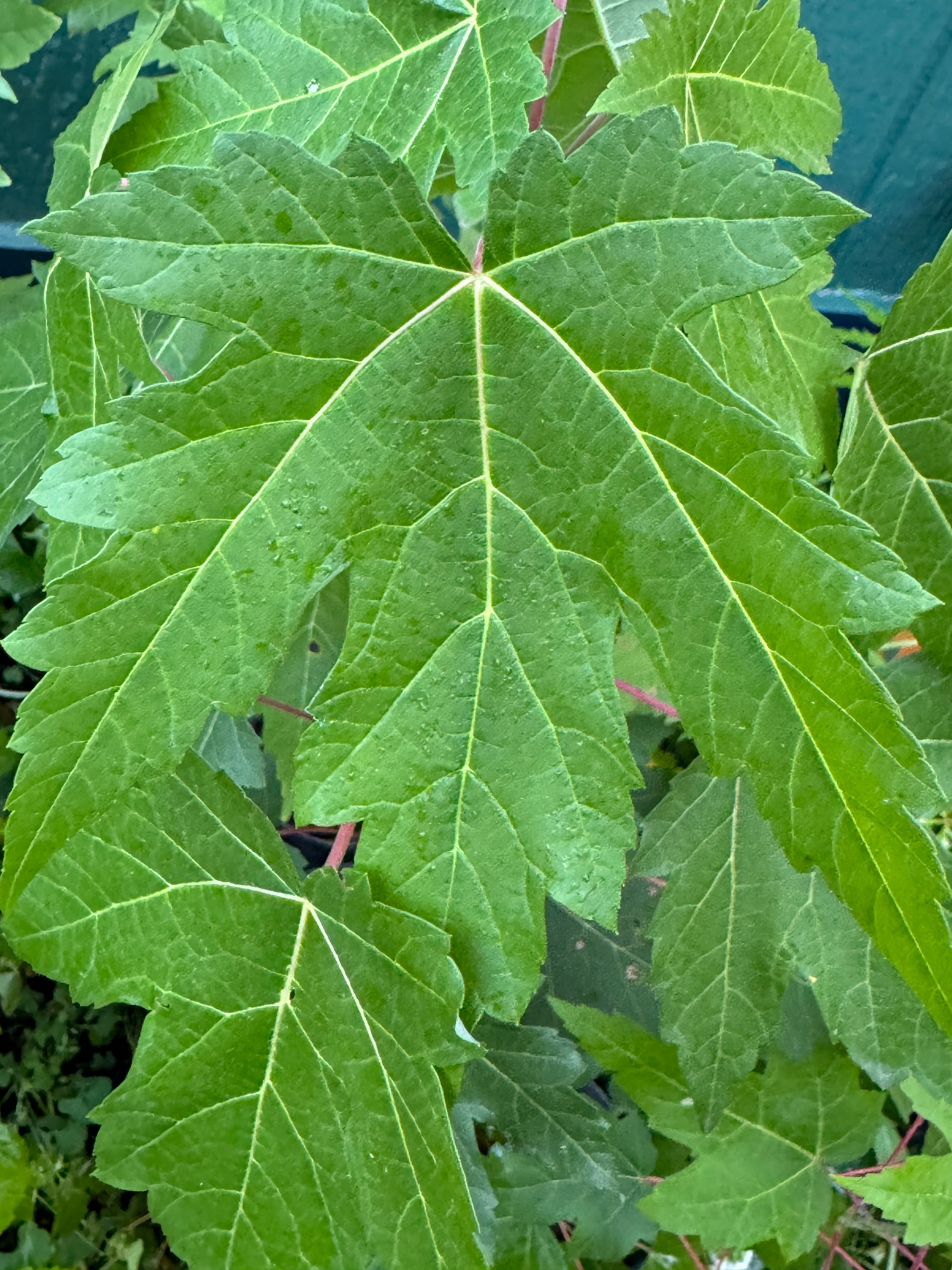 Silver Maple (Acer Saccharinum)