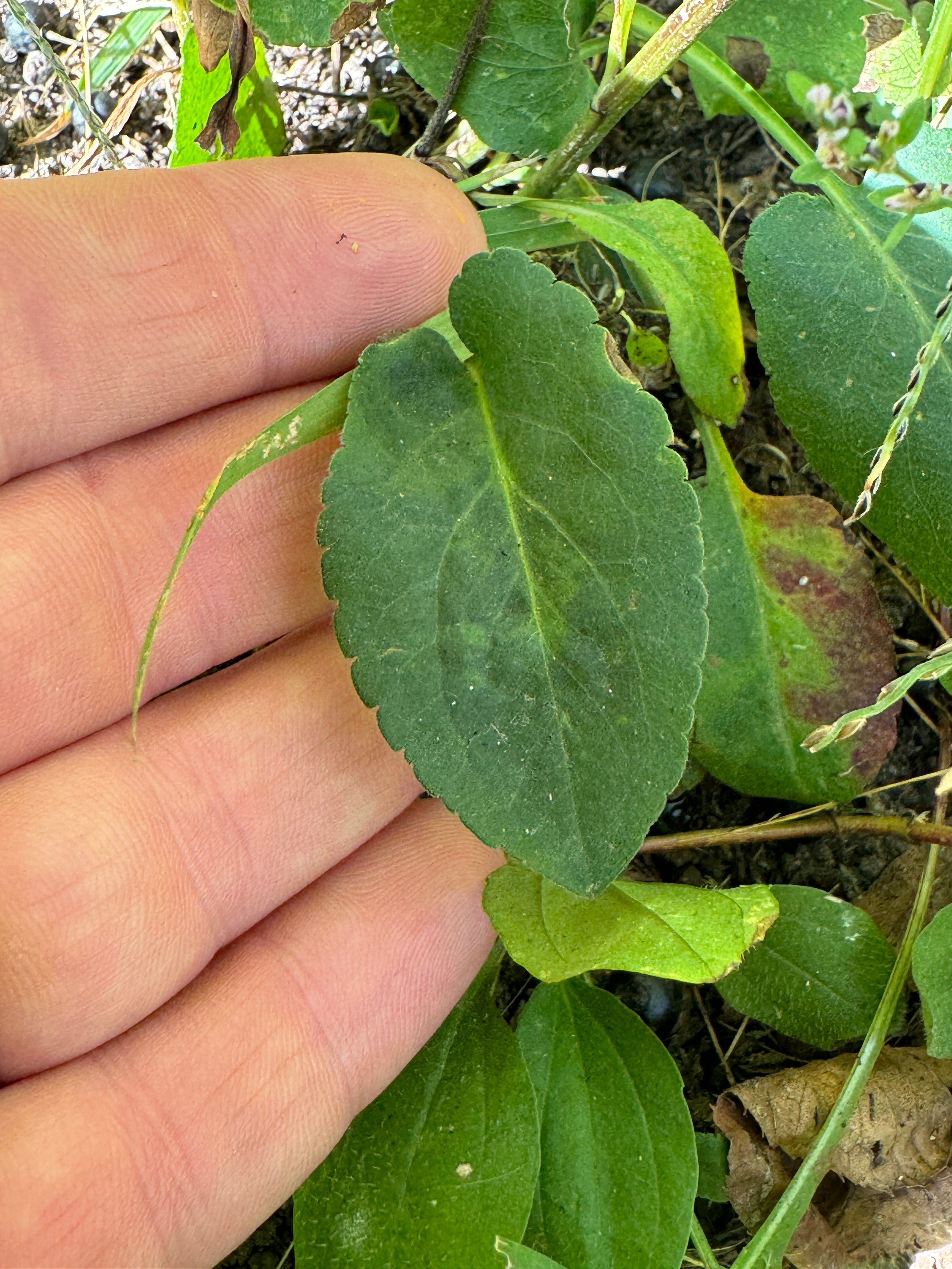 Arrowleaf Aster (Symphyotruchum Urophyllum)