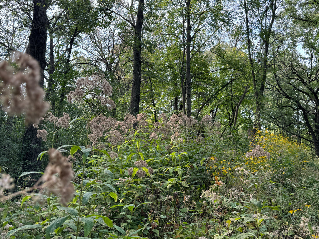 Sweet Joe Pye Weed (Eutrochium Purpureum)