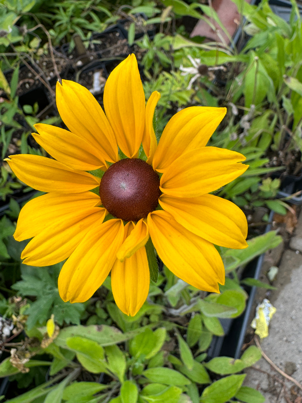 Black-eyed Susan (Rudbeckia Hirta)