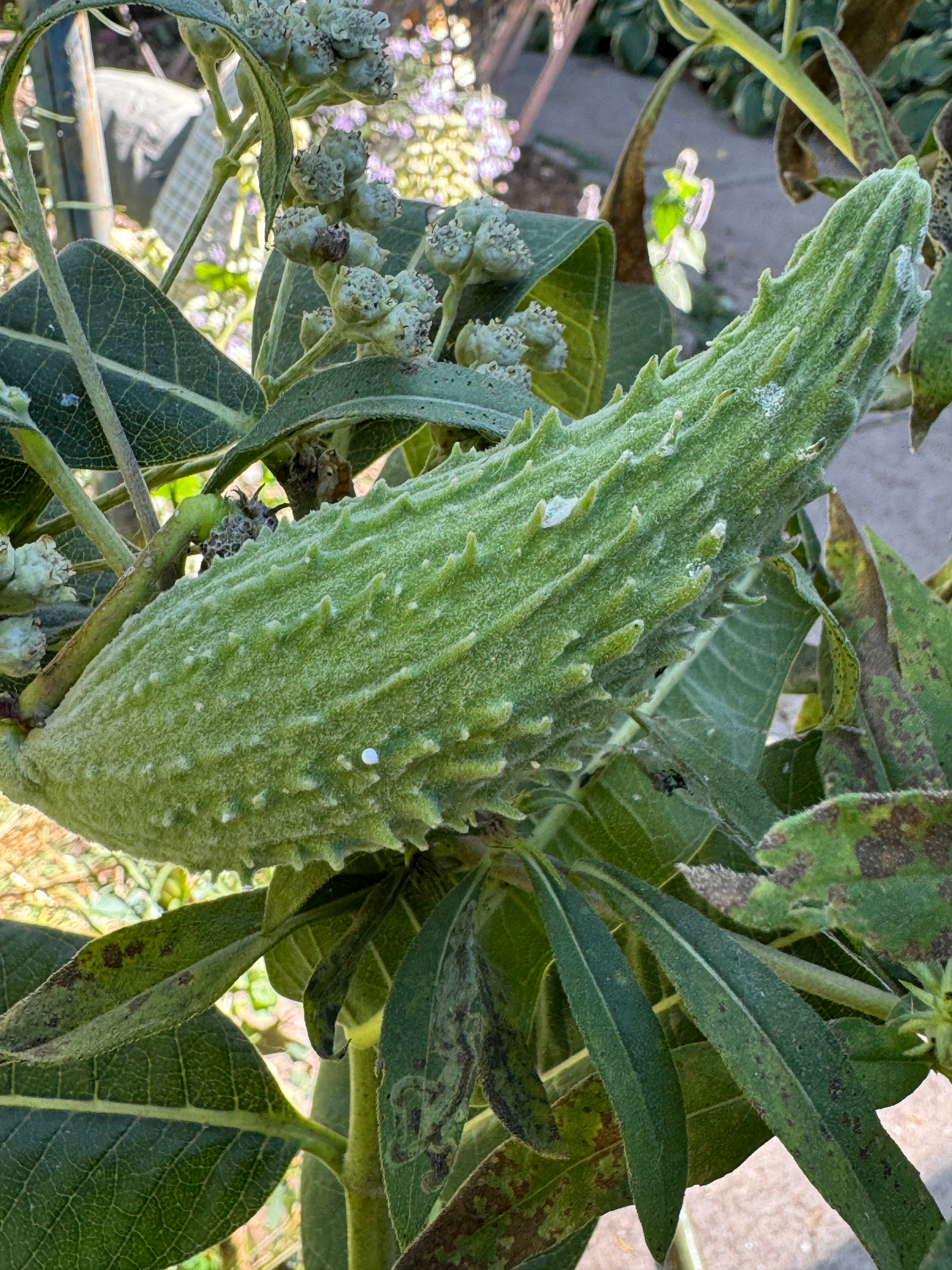 Common Milkweed (Asclepias Syriaca)